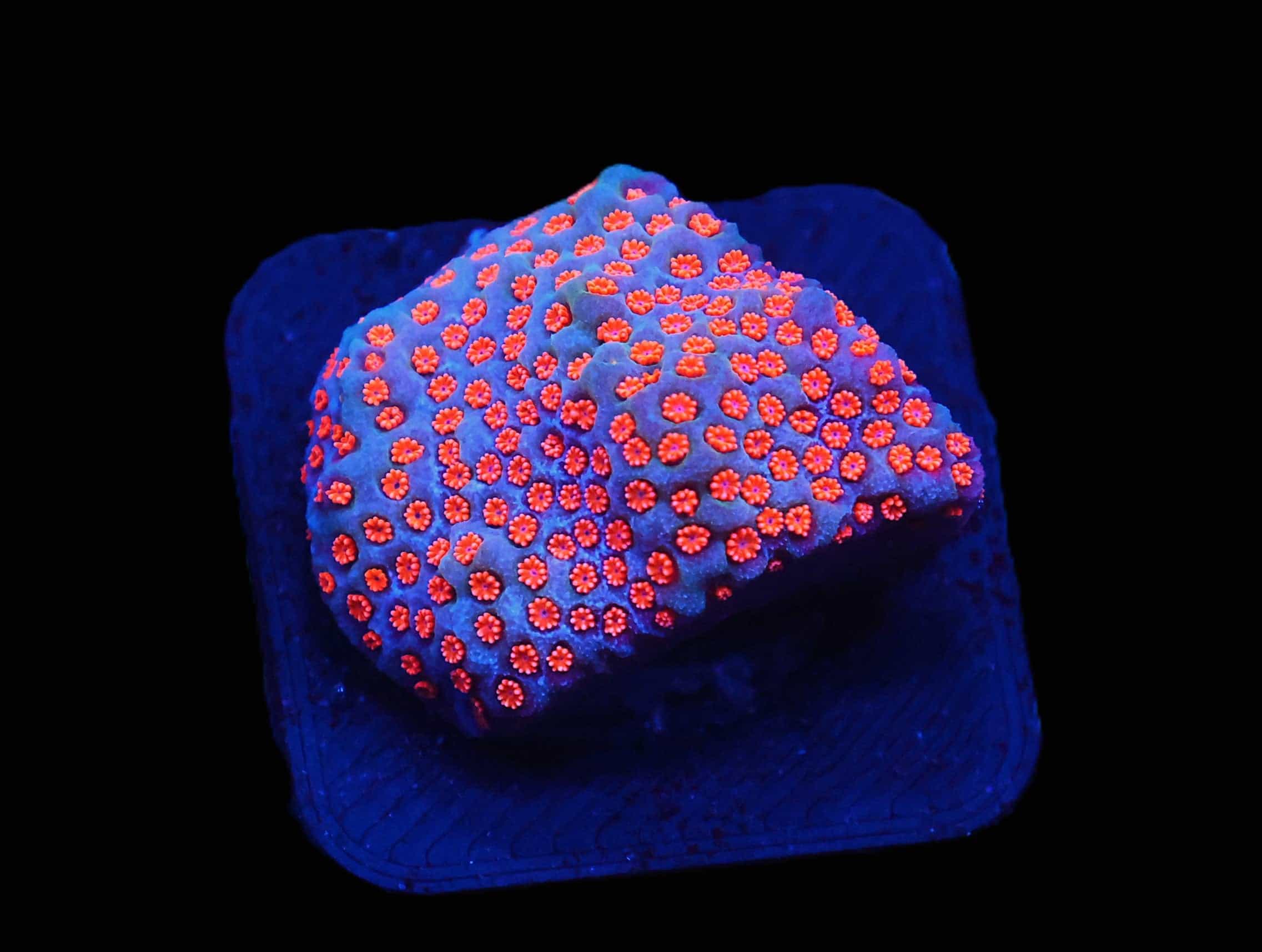 C156 - SDC MAGIC MUSHROOM MONTIPORA