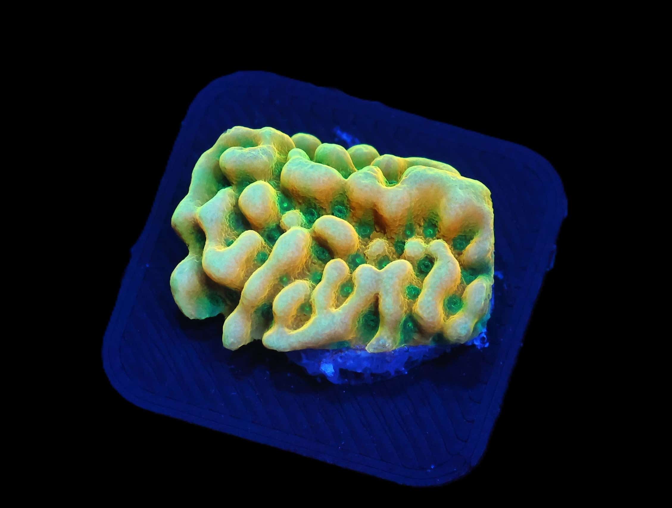 C158 - JF BEACH BUM MONTIPORA