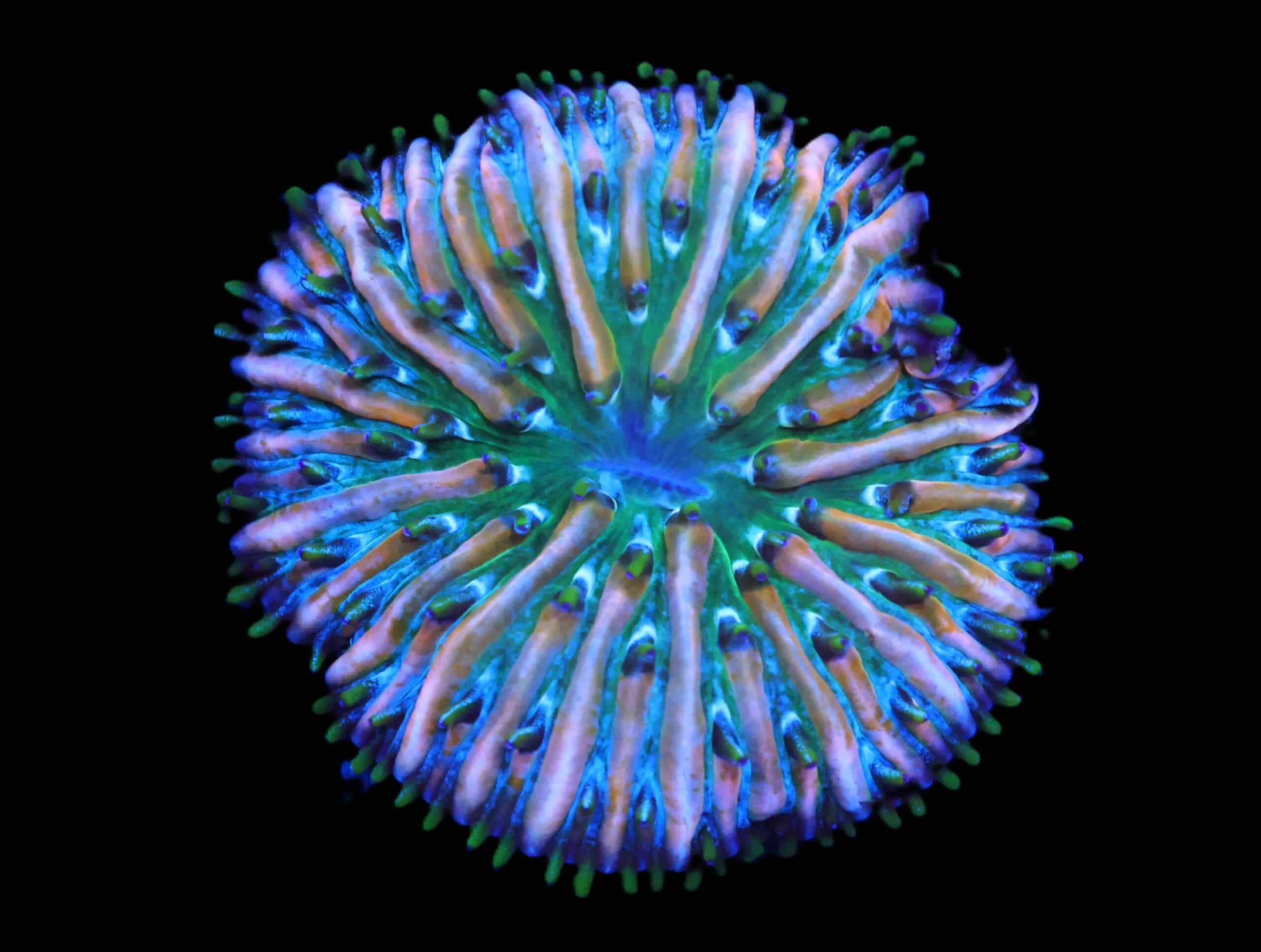 C171 - SDC FUNKY FUNGIA