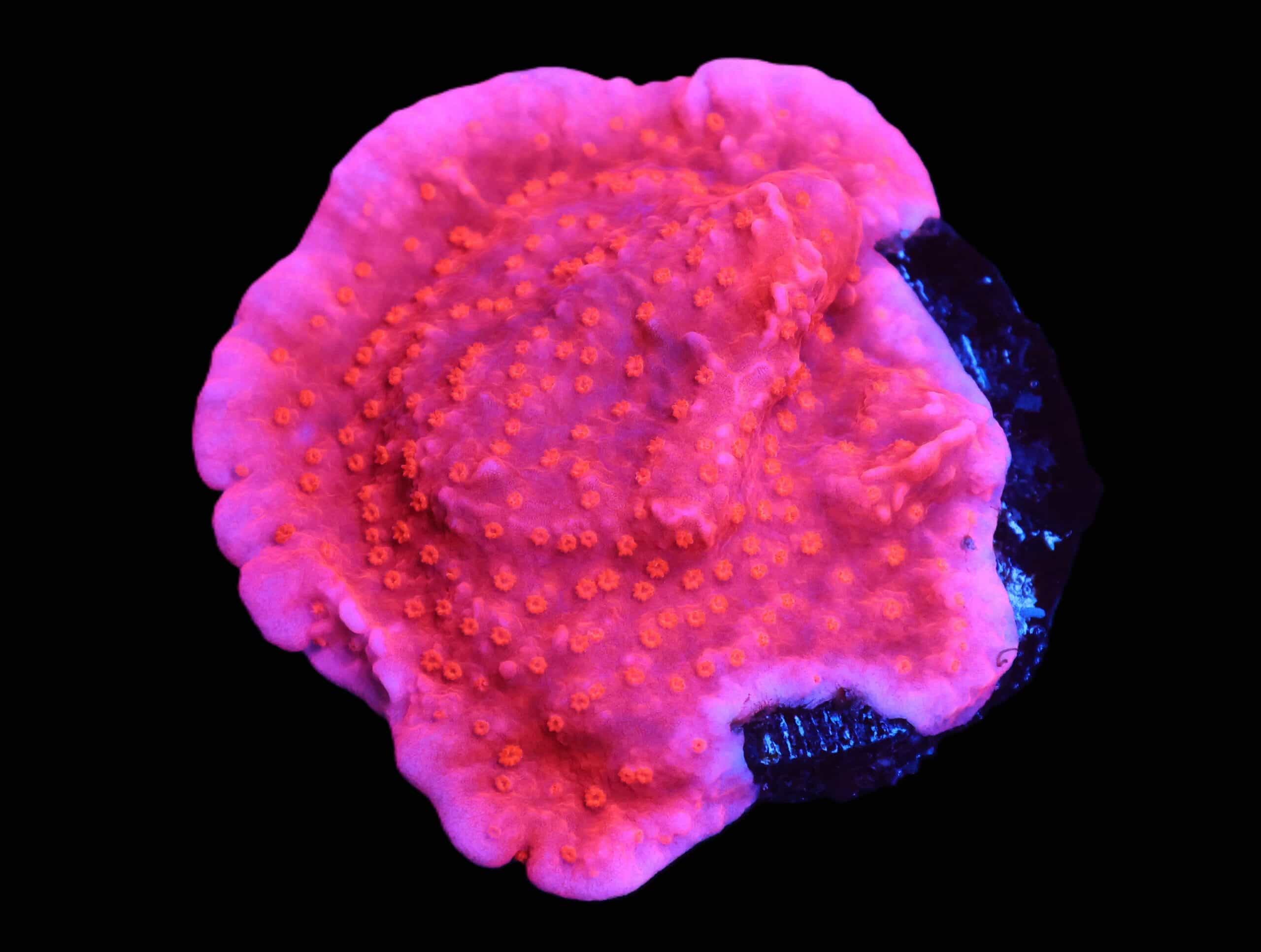 C172 - SDC ROSE PEDAL MONTI