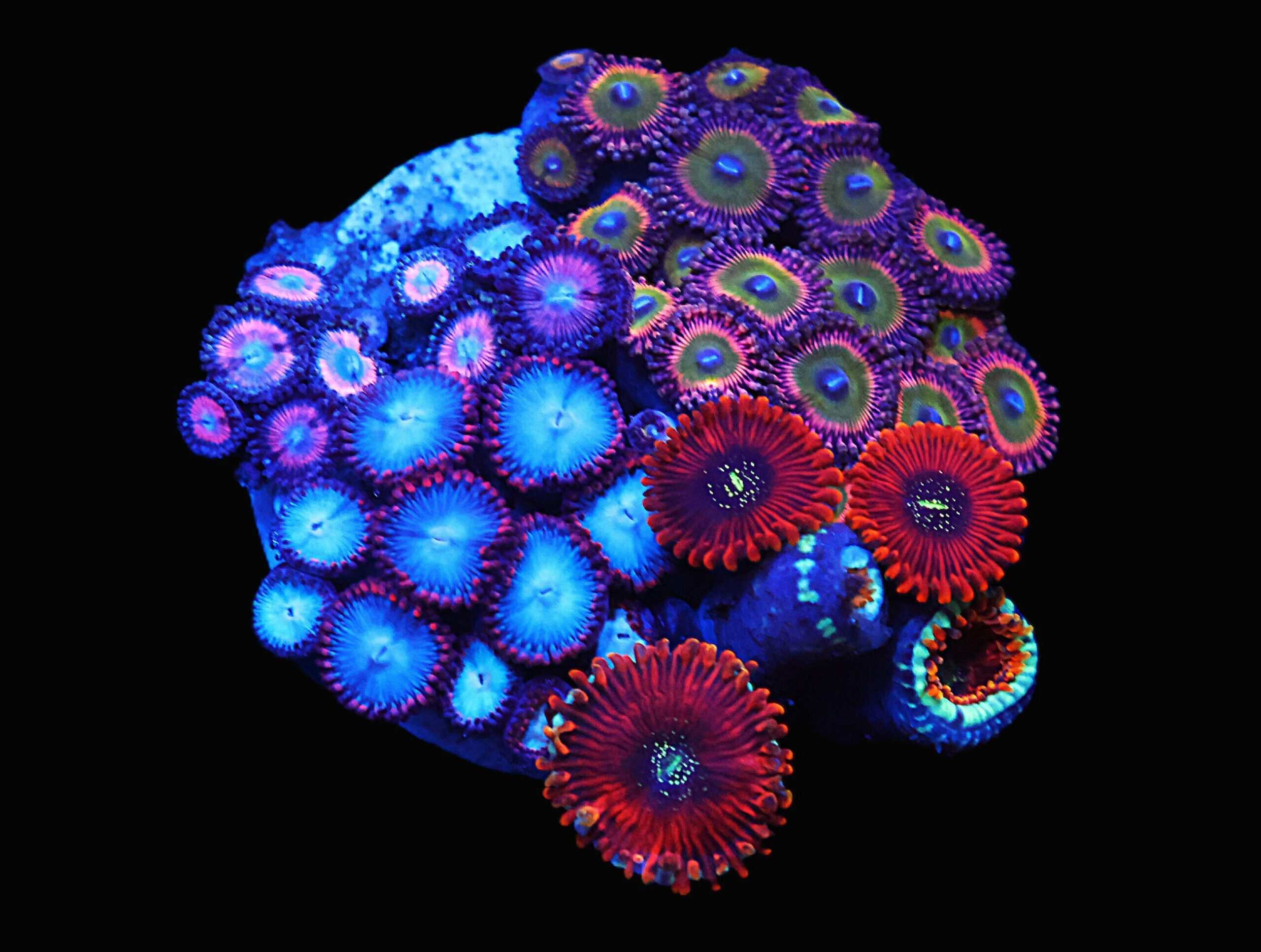 C173 - CULTURED ZOA GARDEN