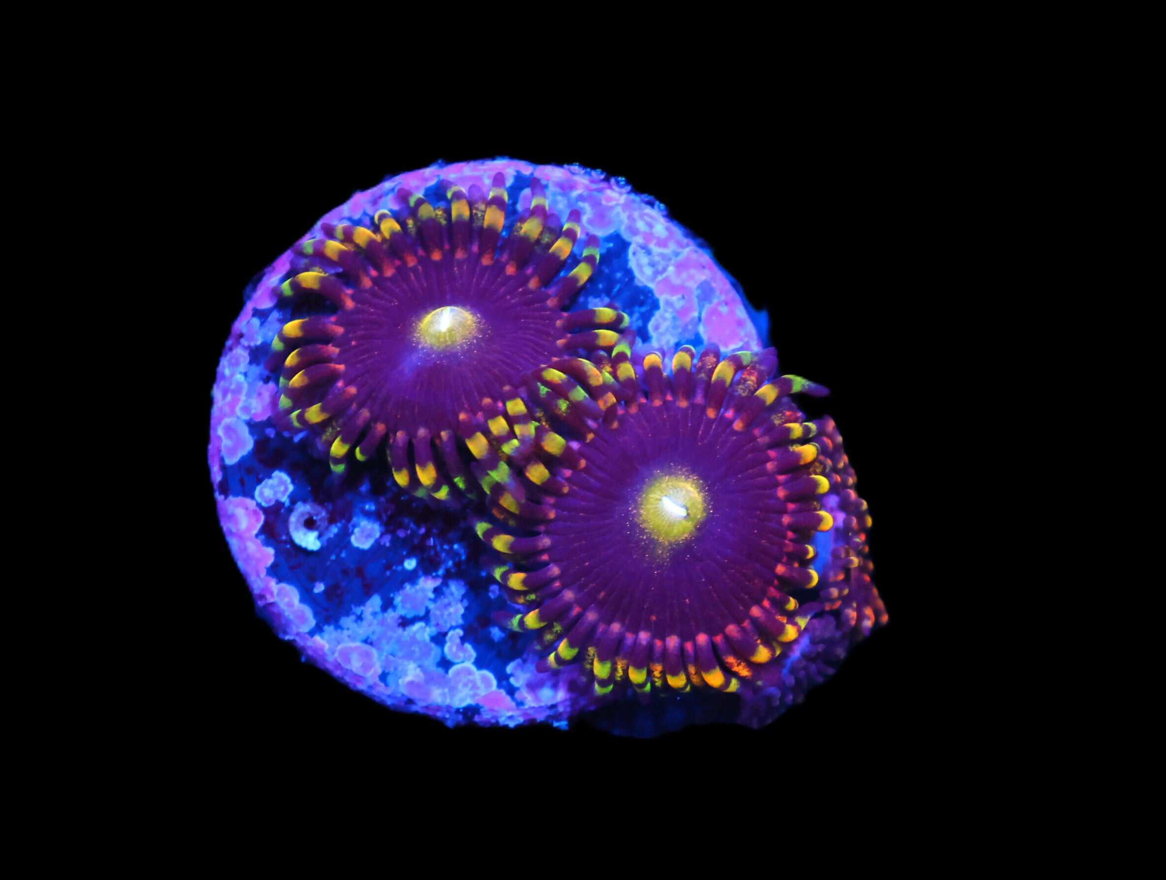 C224 - SDC ANTIMATTER ZOA/PALY (POLYP)