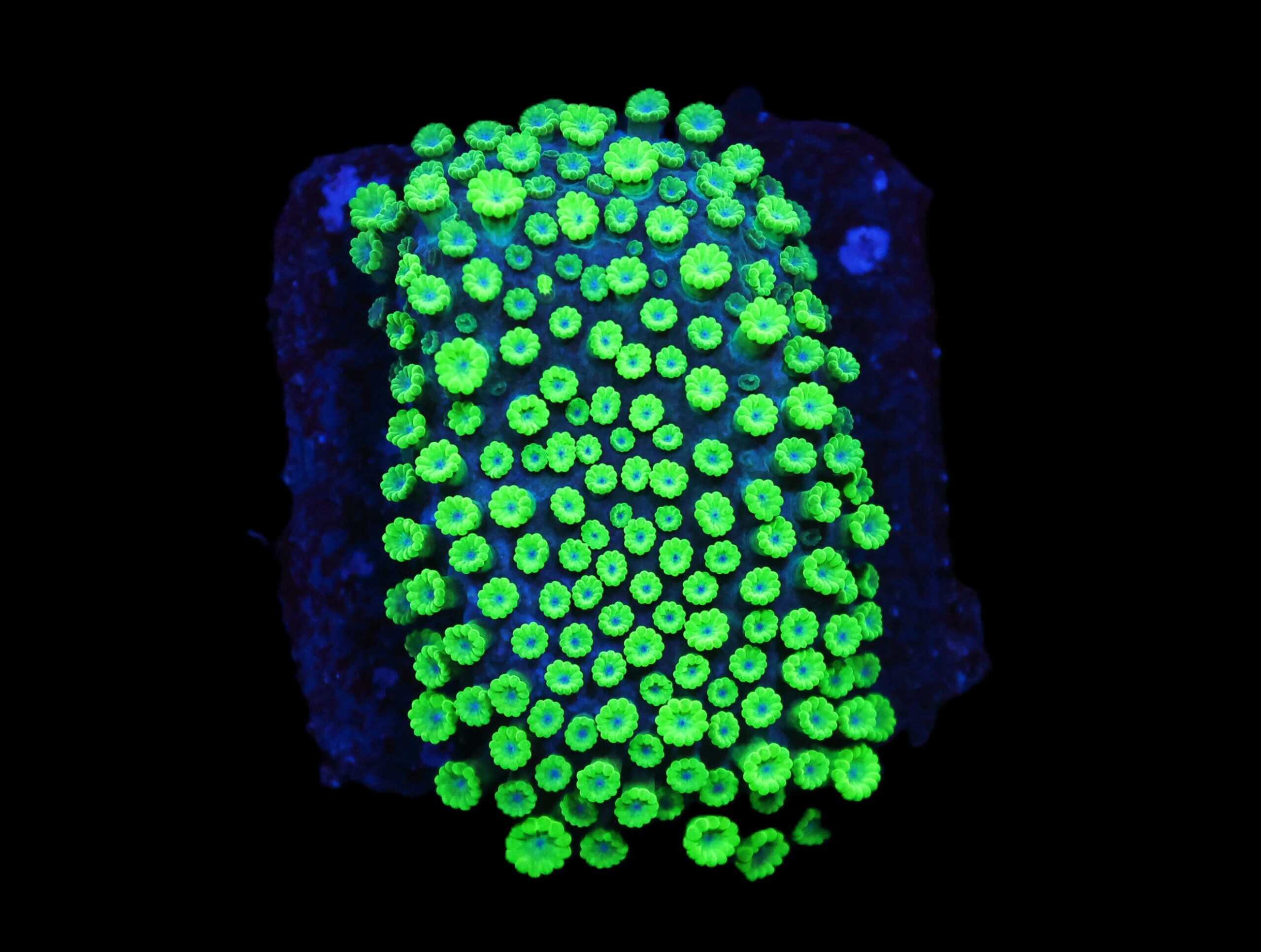 C225 - SDC ZEN GARDEN MICRO GONI