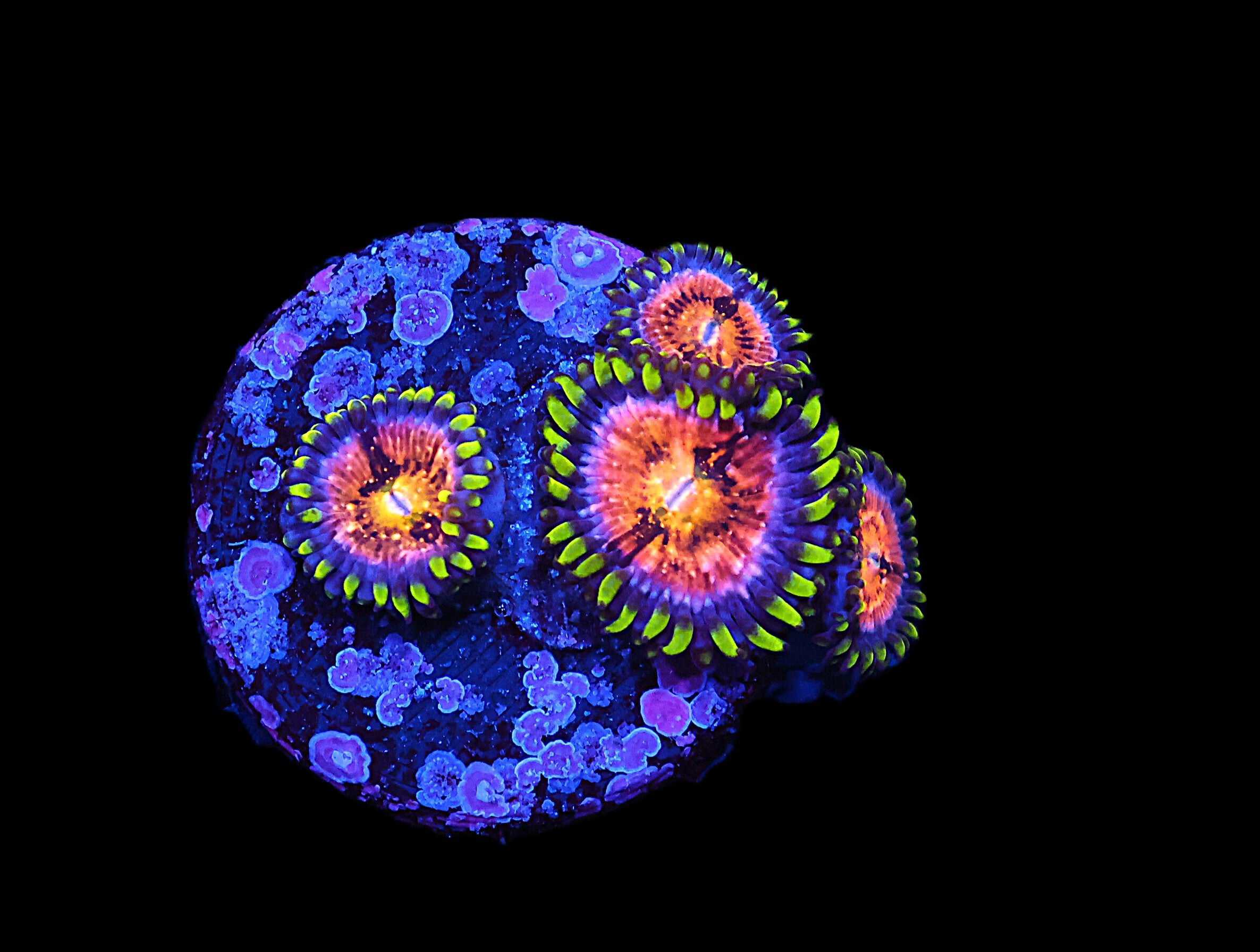 C226 - SDC NIRVANA ZOA/PALY