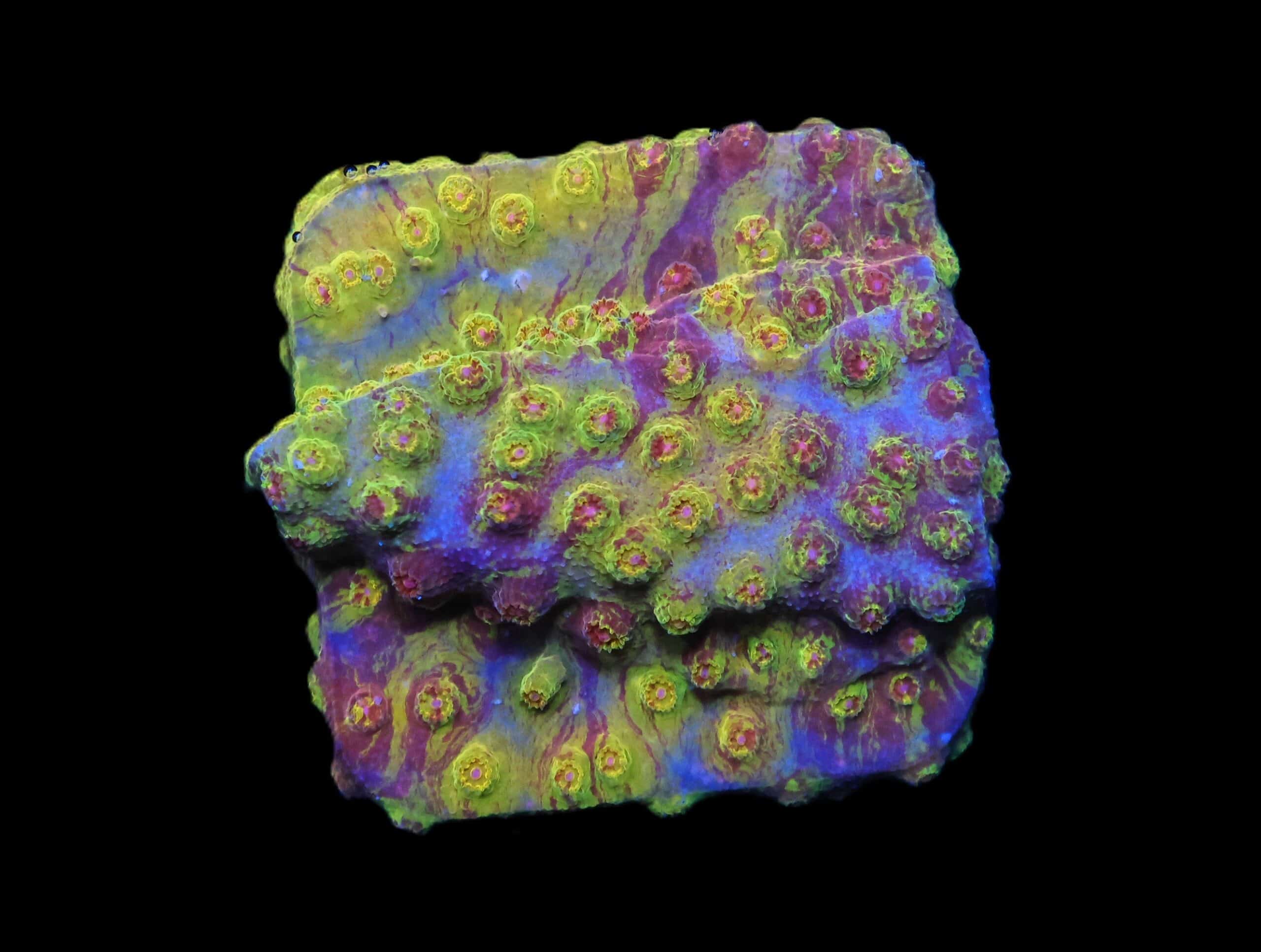 C228 - SDC BATTLE CRY GRAFTED CYPHASTREA