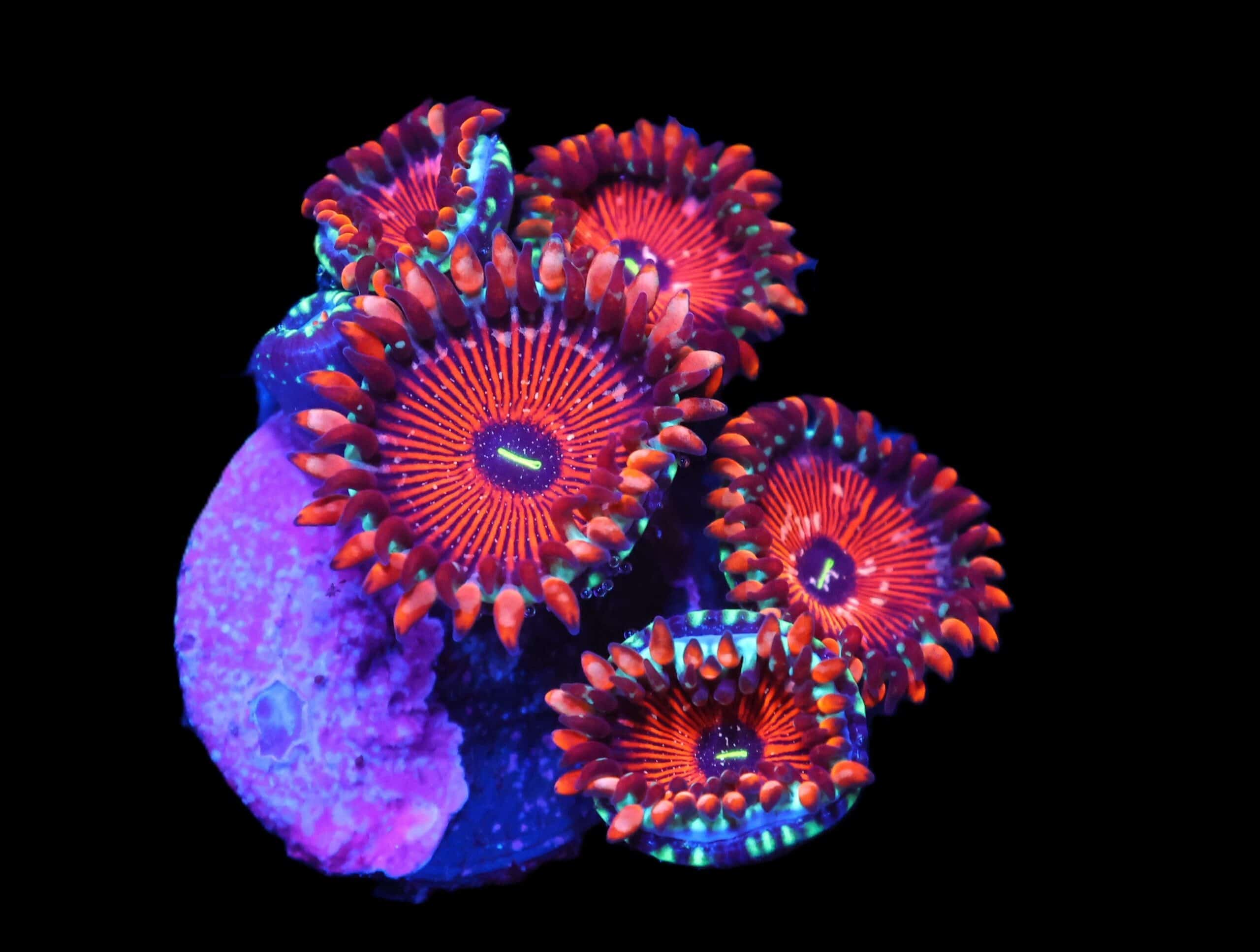 C229 - SDC SEDUCTION ZOA/PALY