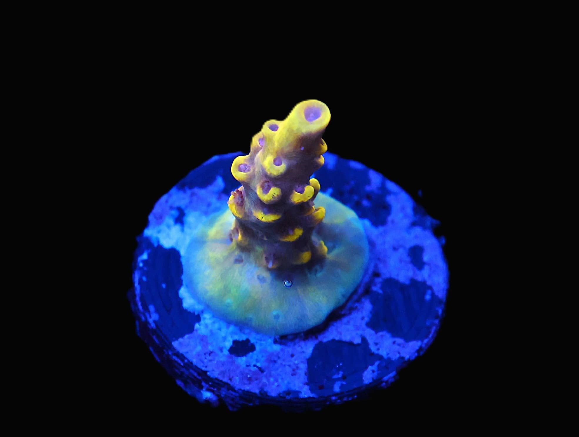 C244 - WWC AFTERPARTY ACRO