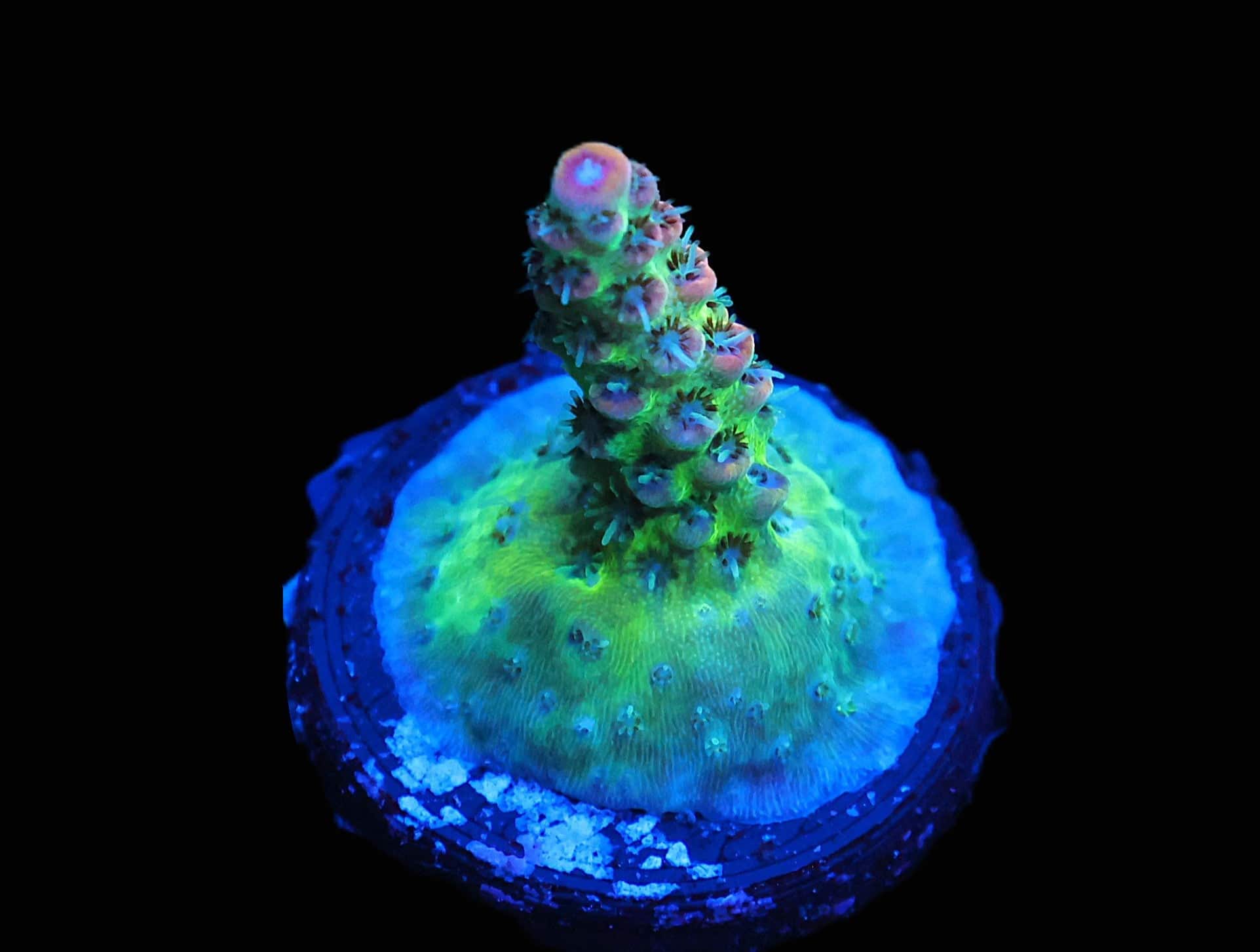 C246 - SDC STARGAZER ACRO