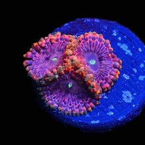 C26 - SDC FAIRY FART ZOA/PALY (POLYP)