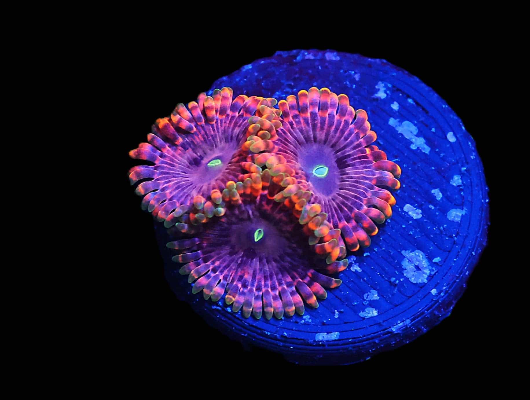 C26 - SDC FAIRY FART ZOA/PALY (POLYP)