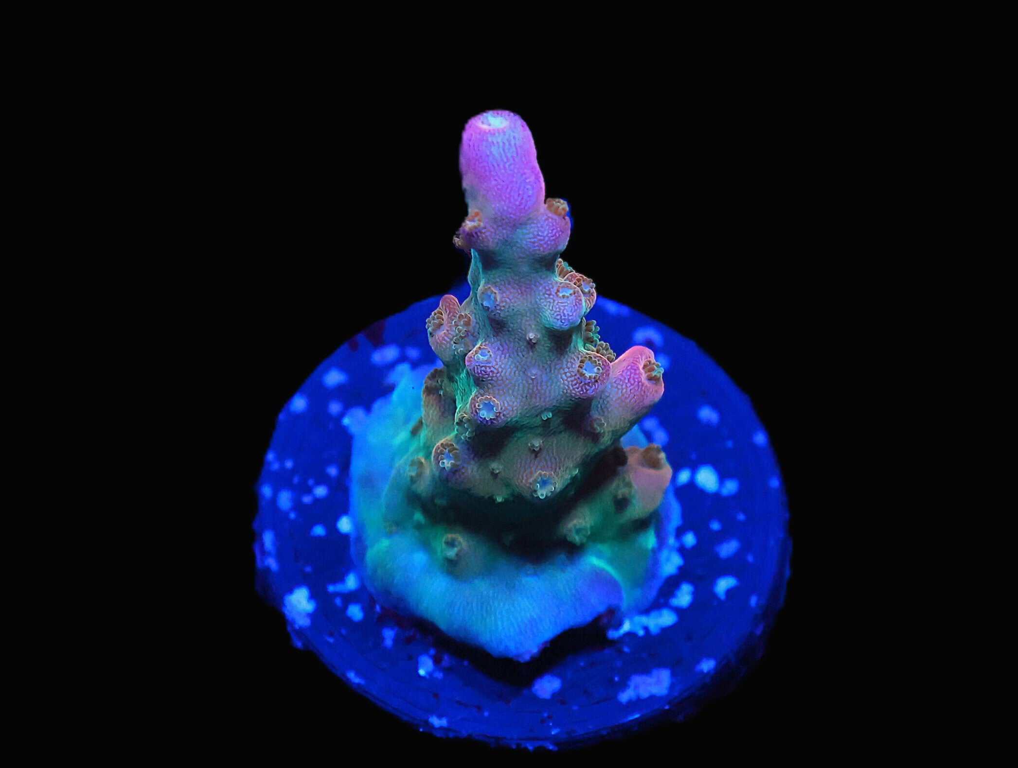 C275 - SDC CRUNCH BERRY ACRO