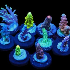 C292 - X - SDC ACROPORA PACK 10PC