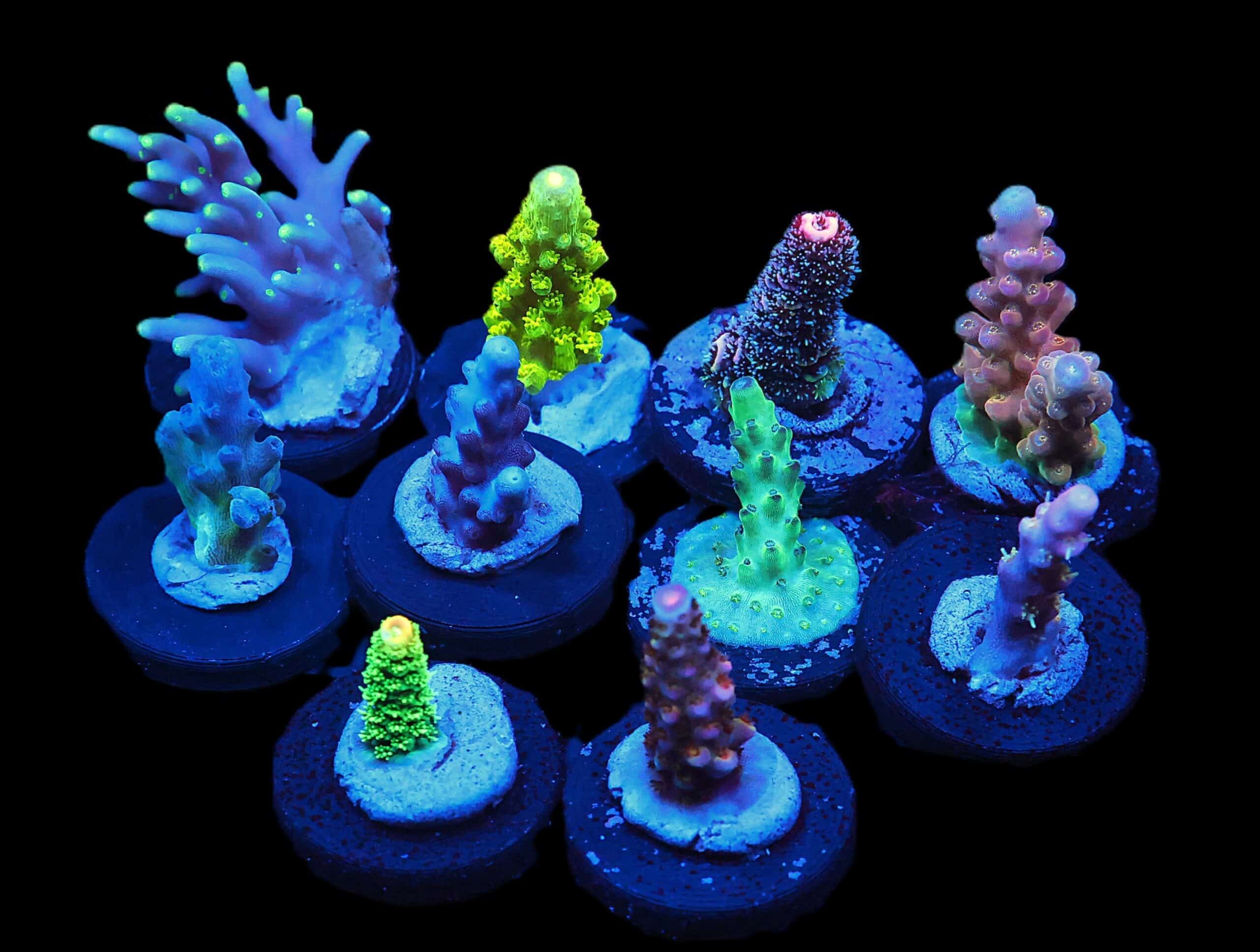 C292 - X - SDC ACROPORA PACK 10PC