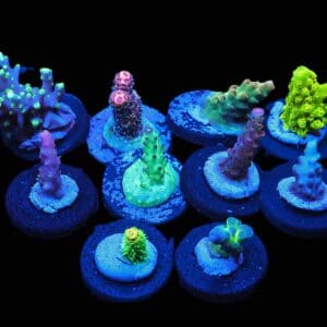 C294 - X - SDC ACROPORA PACK 10 PC