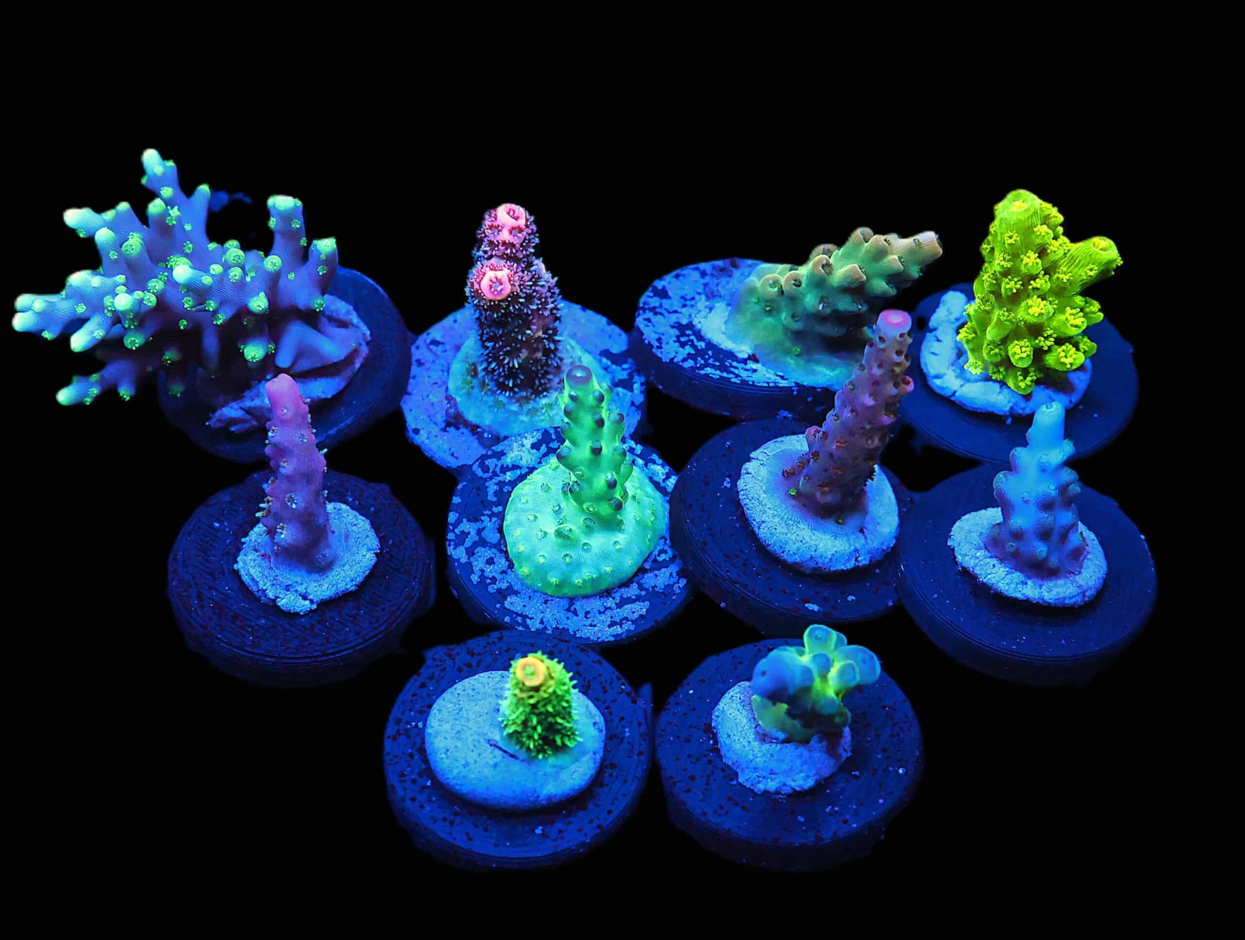 C294 - X - SDC ACROPORA PACK 10 PC