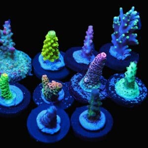 C295 - X - SDC ACROPORA PACK 10 PC