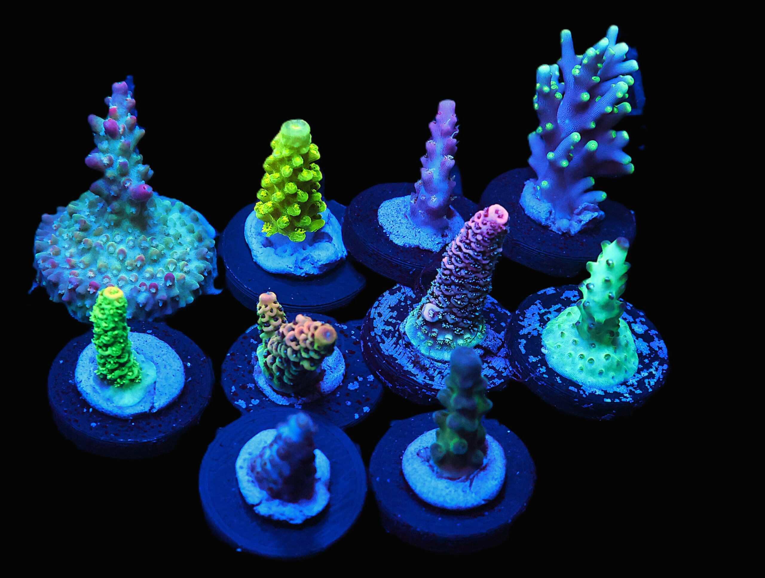 C295 - X - SDC ACROPORA PACK 10 PC