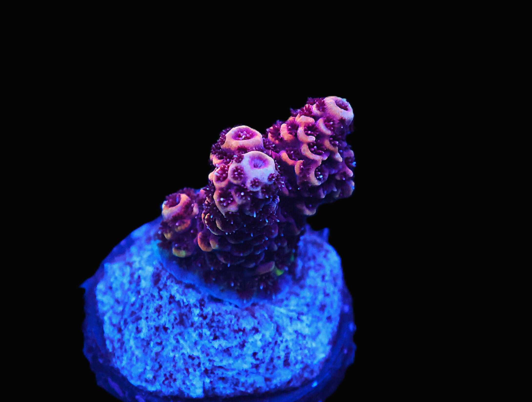 C297 - SDC PREMIUM ACRO