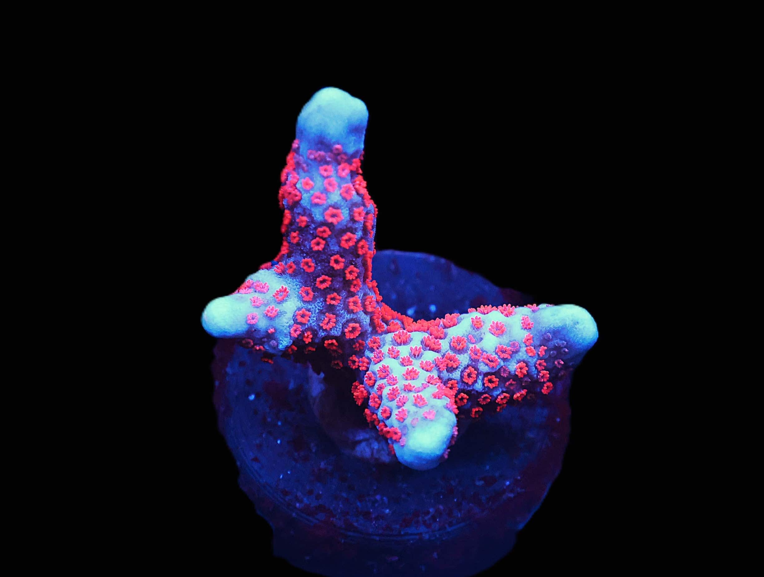 C30 - SDC SUPERMAN MONTIPORA DIGI