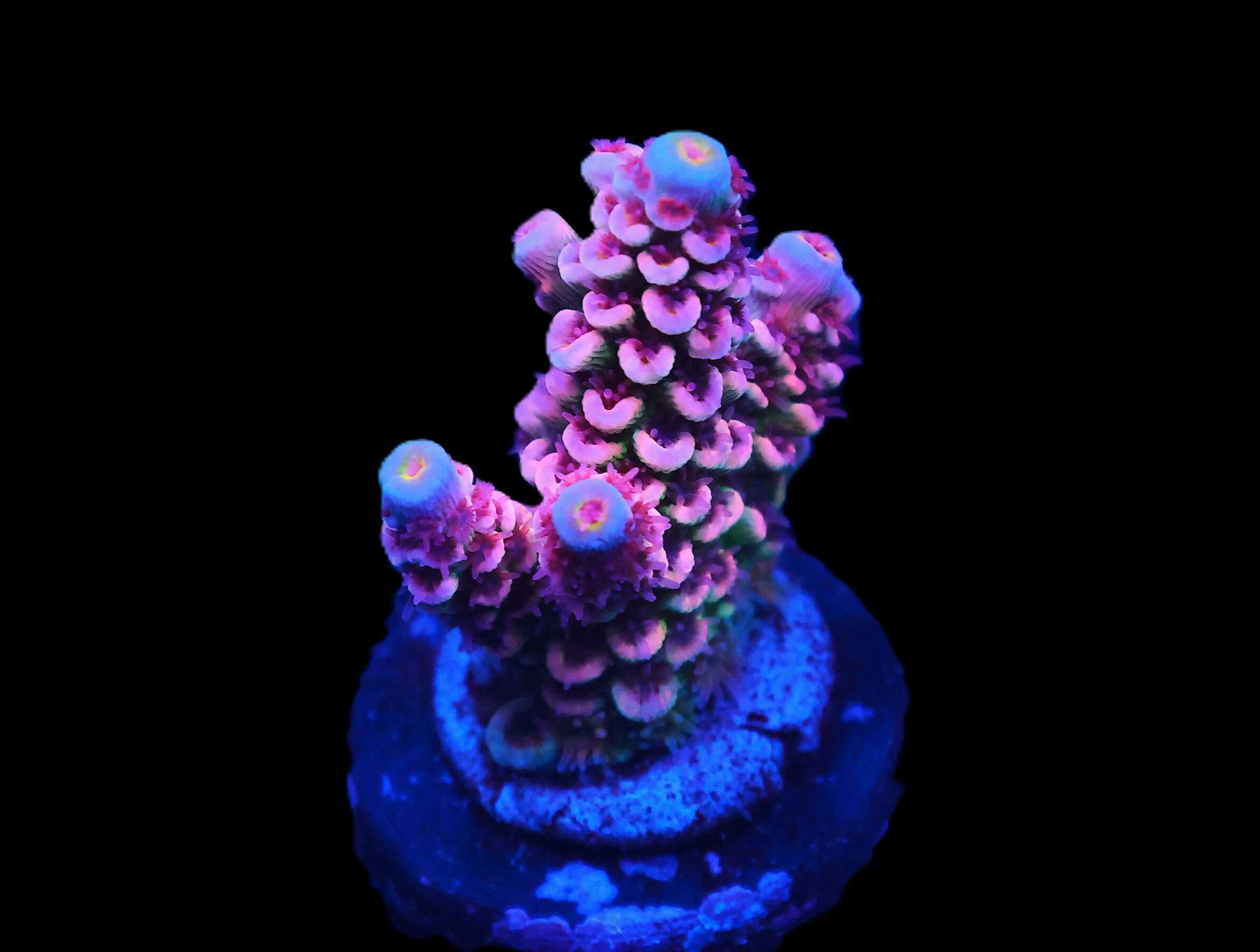 C301 - SDC CHERRY BOMB ACRO