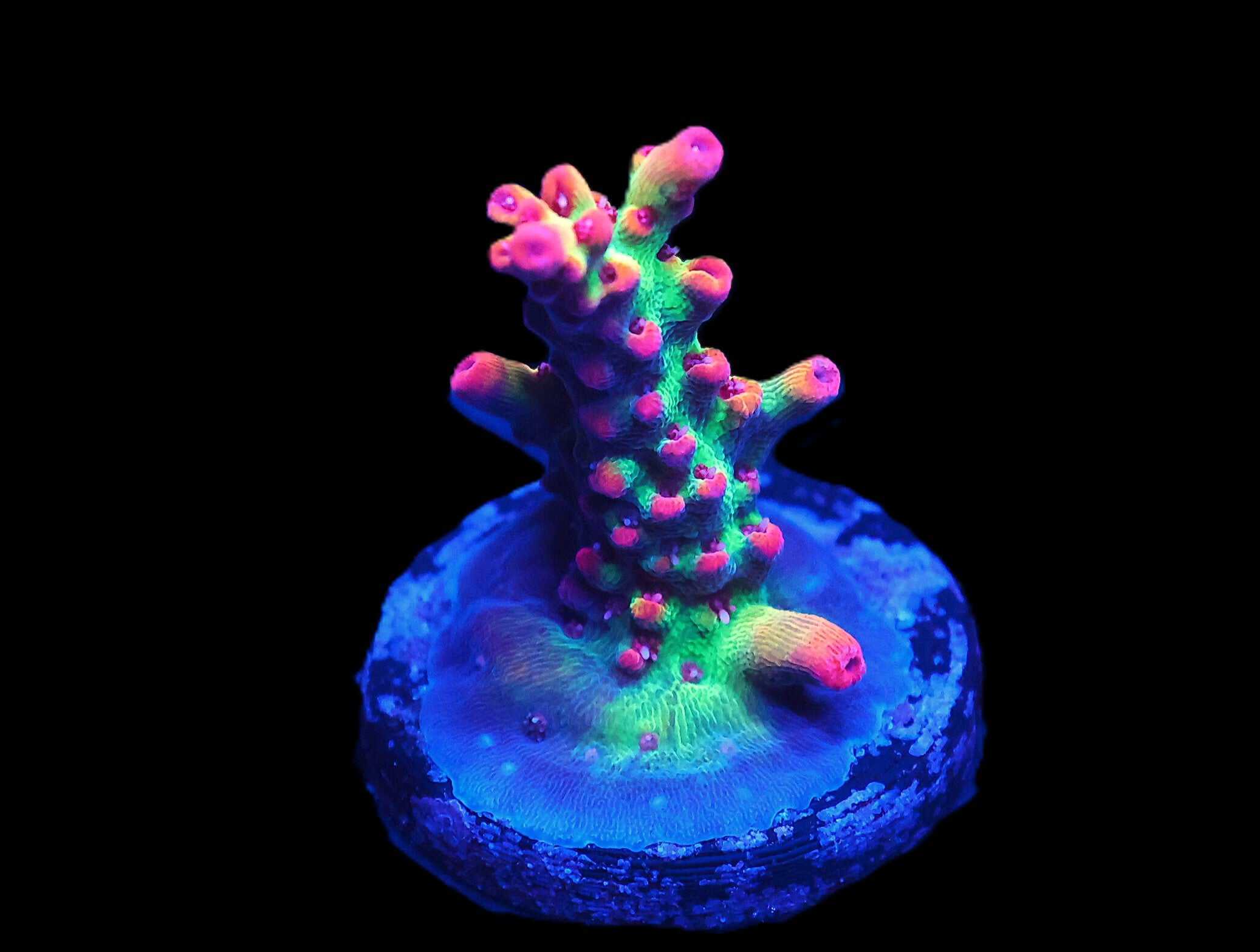 C306 - SDC STRAWBERRY SHORTCAKE