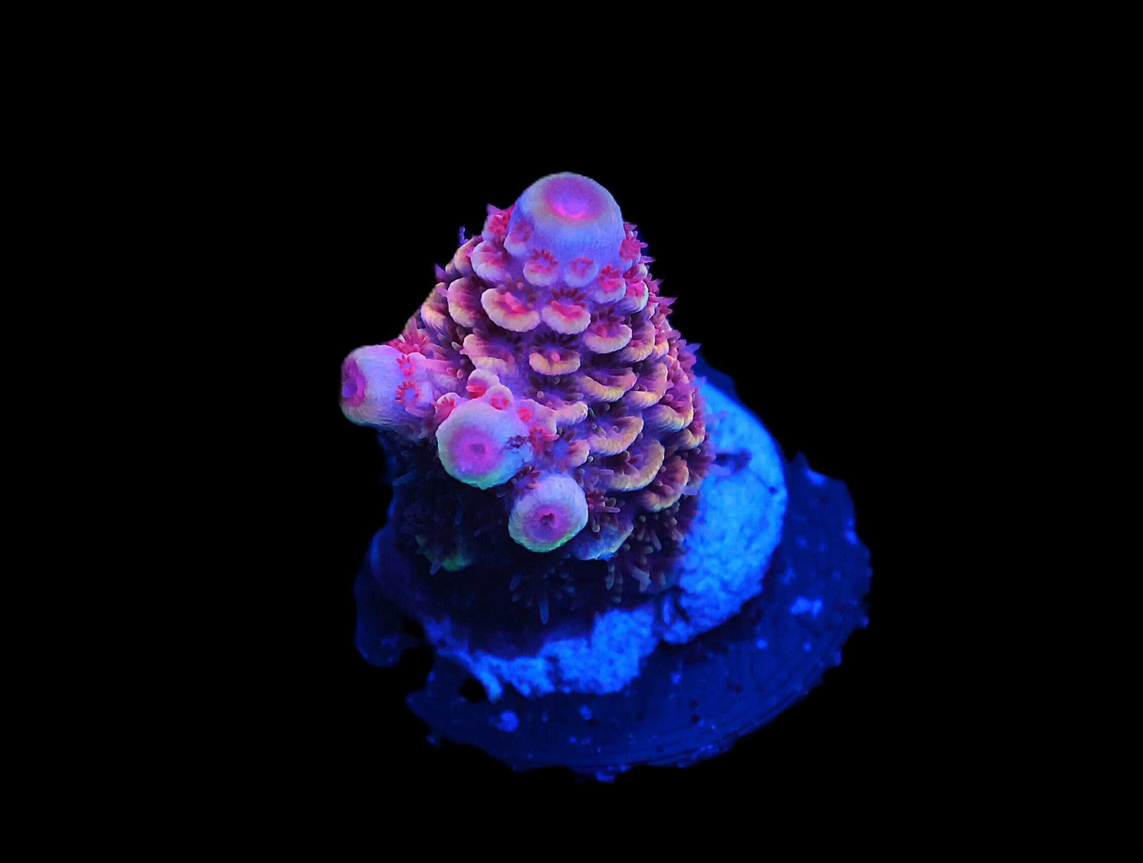 C343 - SDC AREA 51 ACRO