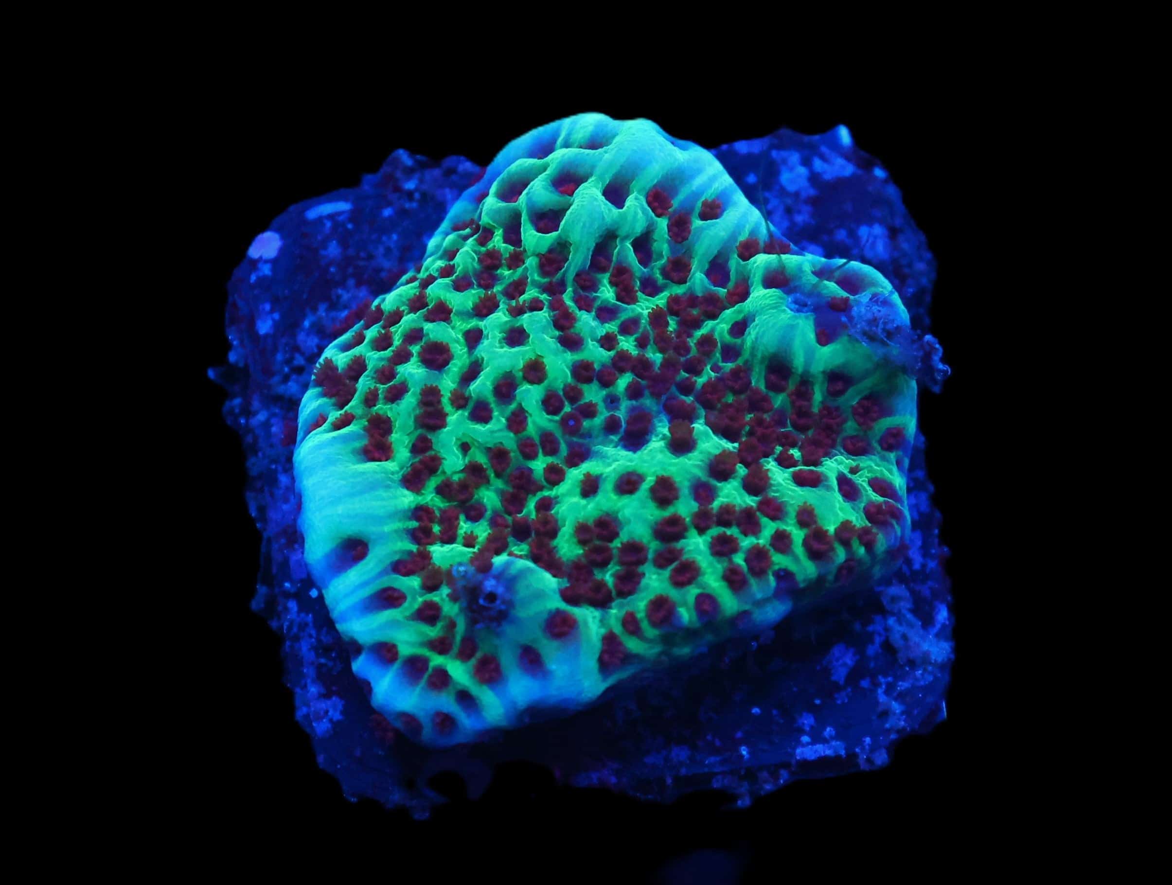 C356 - ALMOST WYSIWYG - SDC JEDI MIND TRICK MONTIPORA
