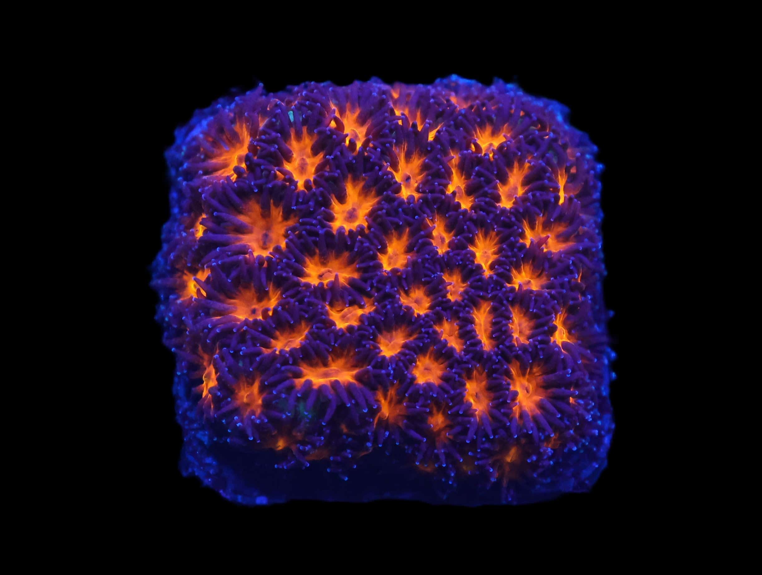 C357 - ALMOST WYSIWYG - ORANGE LEPTASTREA