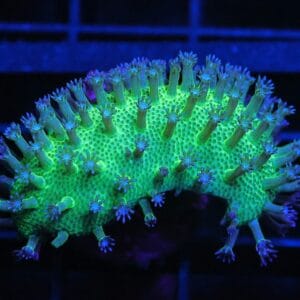 C36 - SDC JAPANESE GREEN SARCOPHYTON