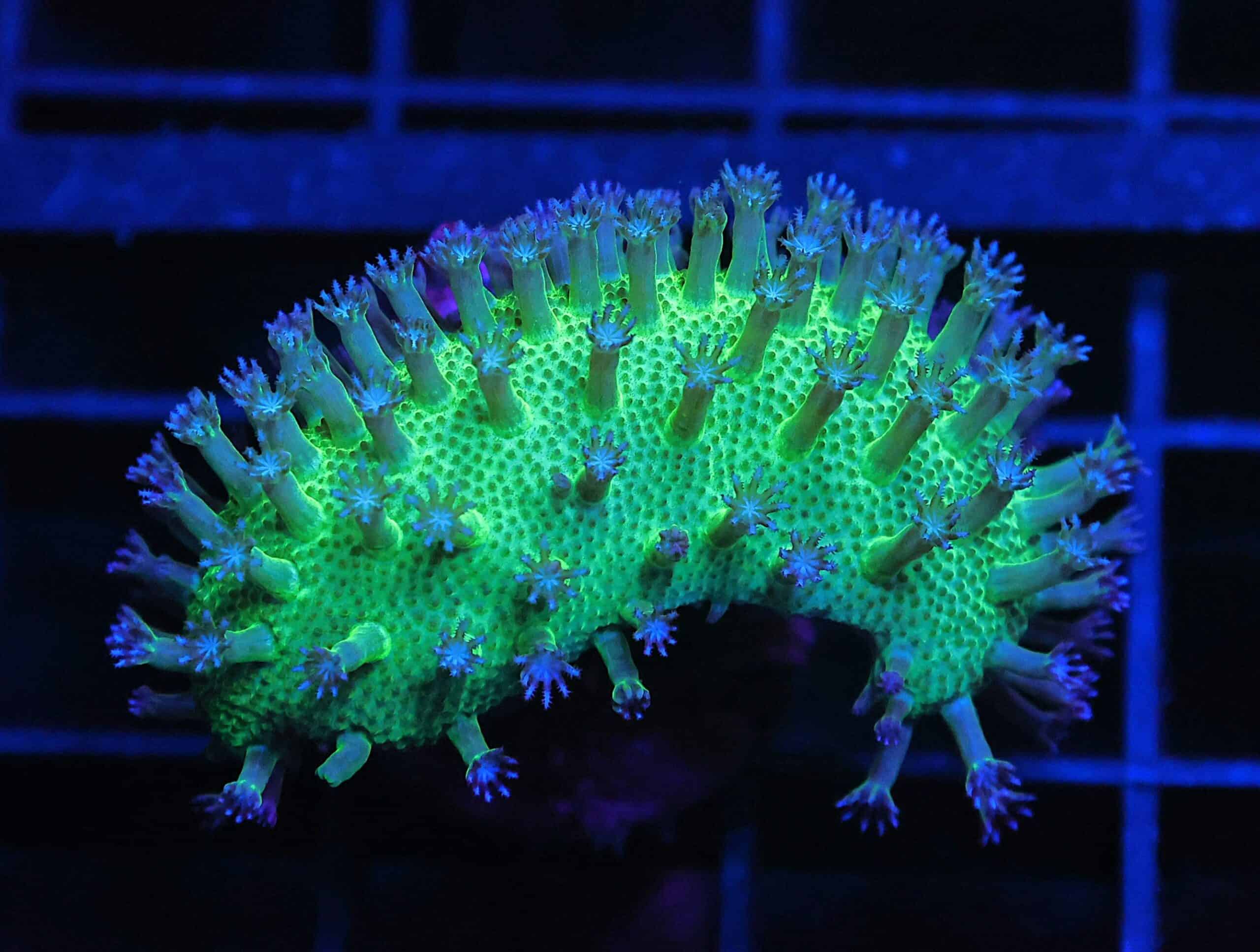 C36 - SDC JAPANESE GREEN SARCOPHYTON