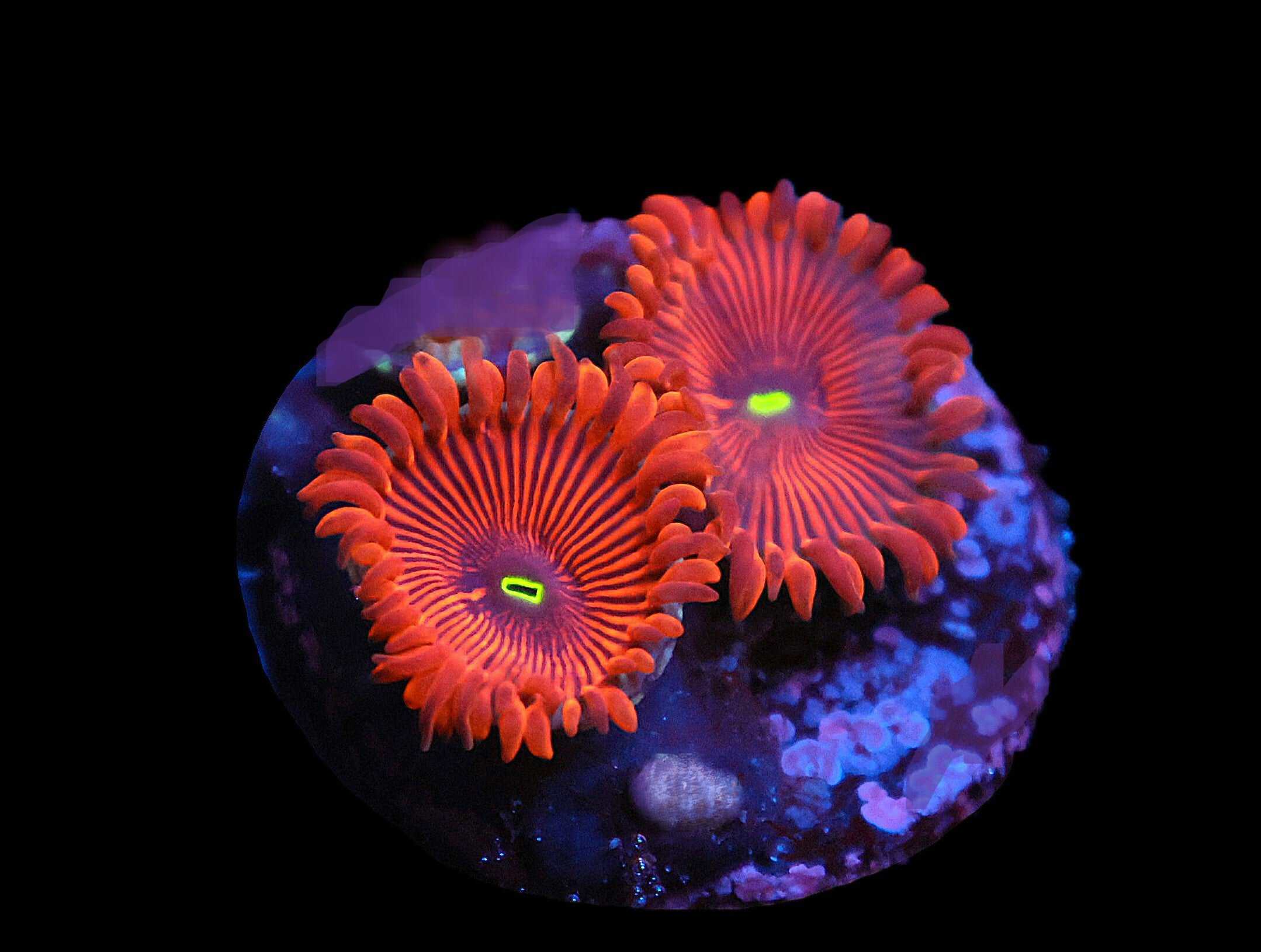 C366 - ALMOST WYSIWYG - SDC RED PEOPLE EATER ZOA/PALY