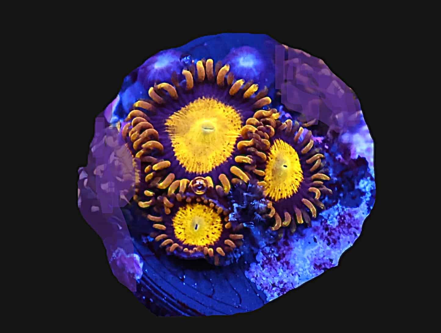 C367 - ALMOST WYSIWYG - SDC KING MIDAS ZOA/PALY