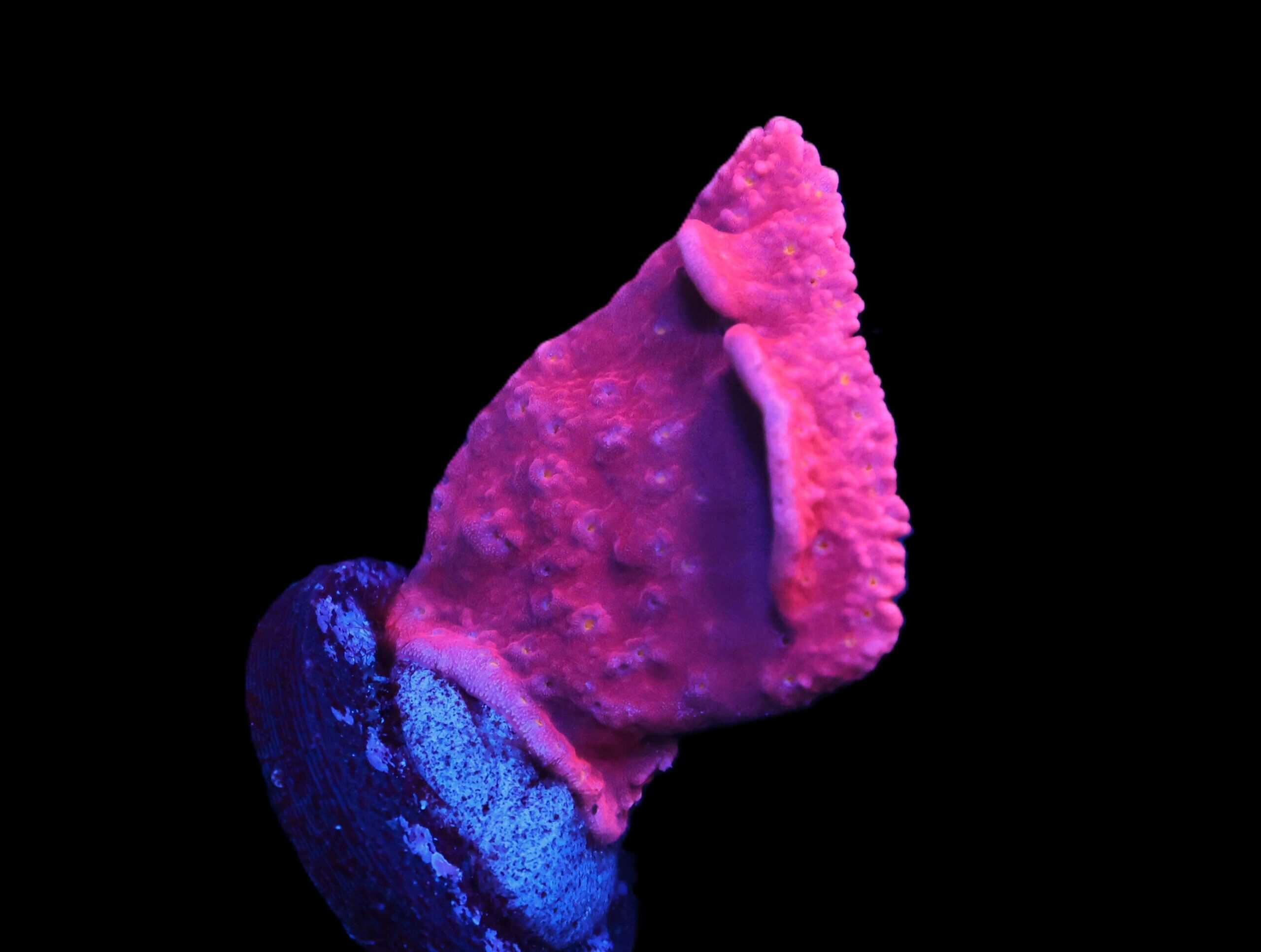 C37 - REEFTECH STARBURST MONTI