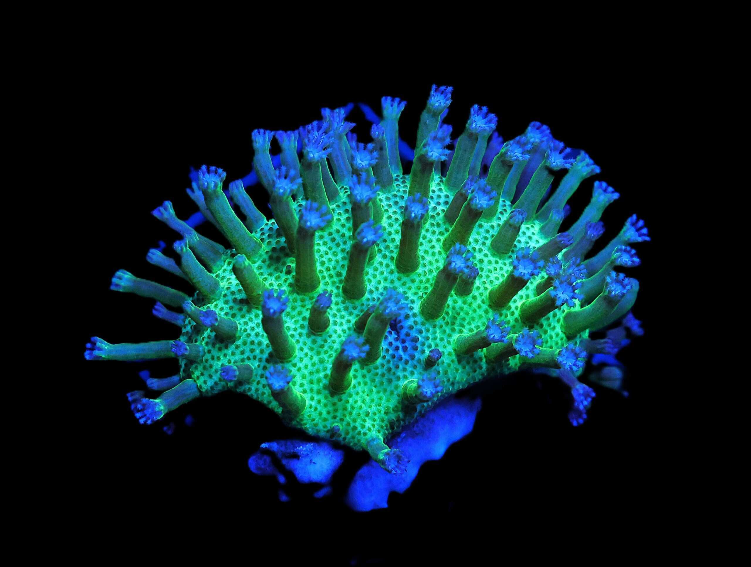C52 - SDC JAPANESE GREEN SARCOPHYTON