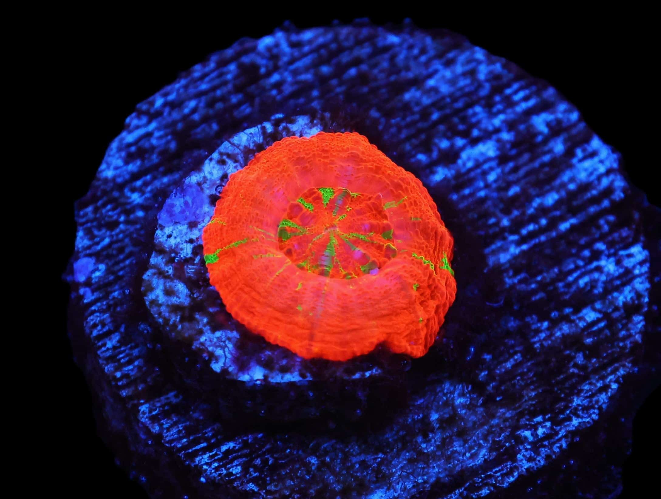 C57 - CAPTIVE SPAWN SCOLYMIA