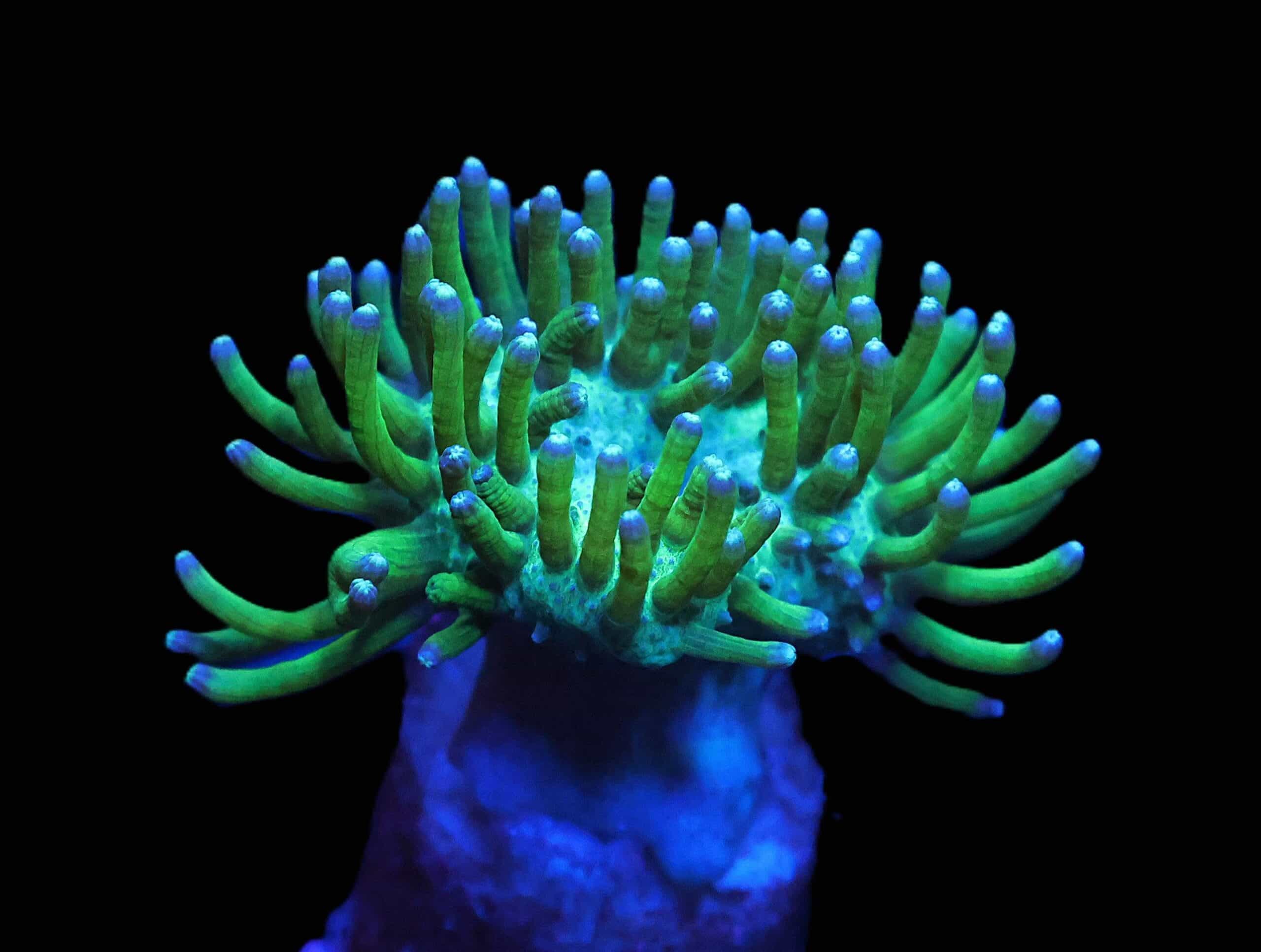 C63 - STEVE TYREE NEON GREEN POLYP SARCOPHYTON