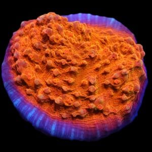 C65 - AUSSIE GOLD CHALICE CULTURED