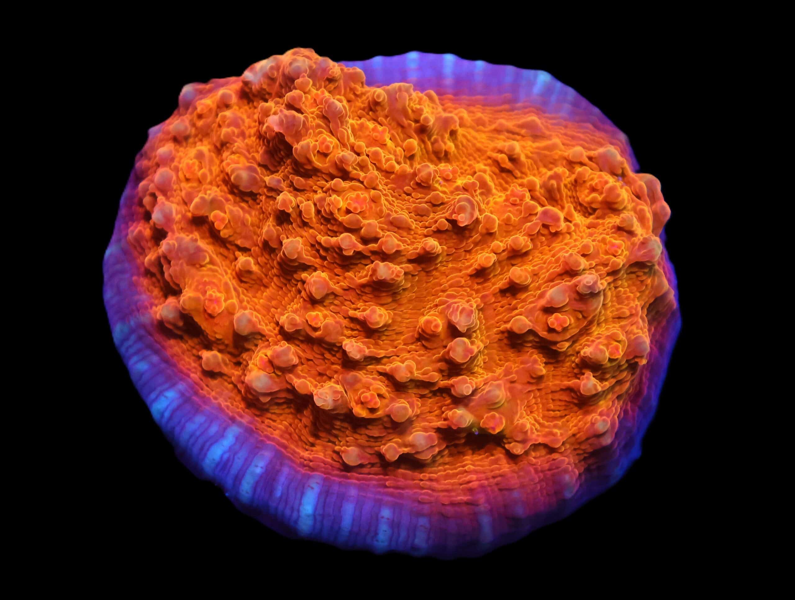 C65 - AUSSIE GOLD CHALICE CULTURED