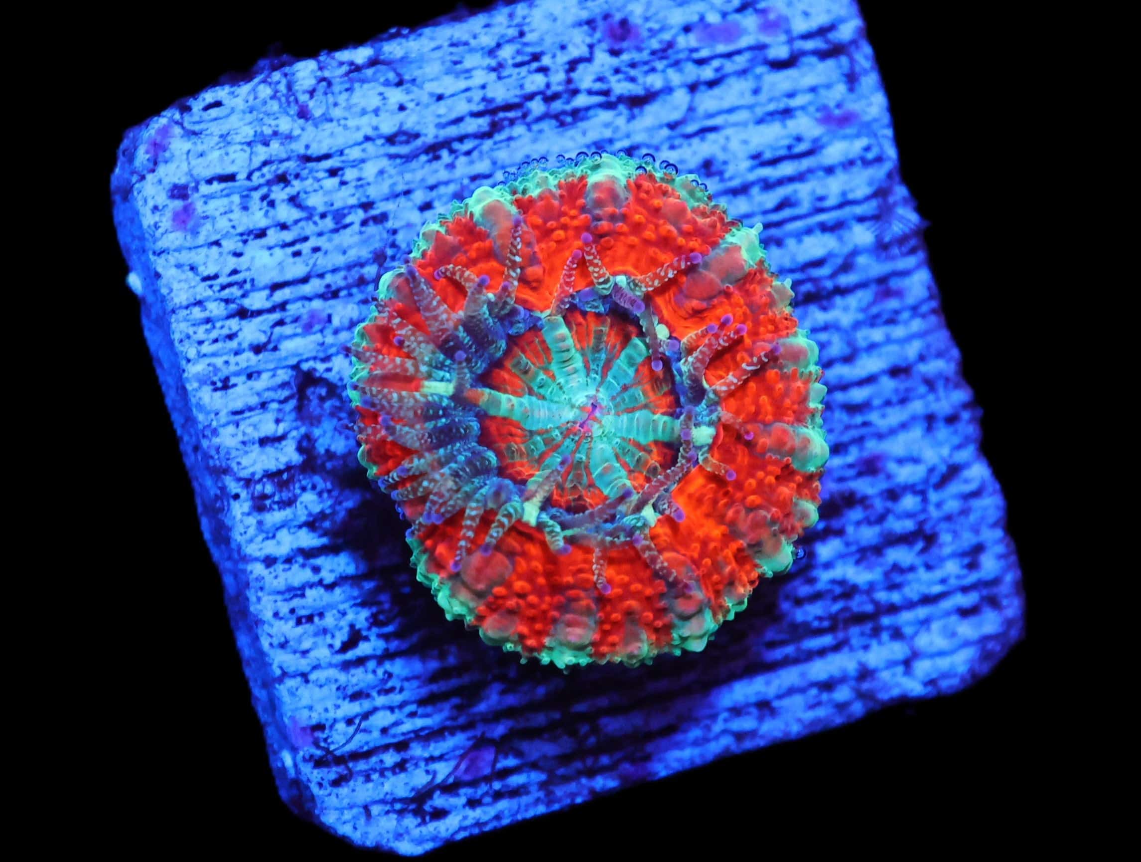 C88 - CAPTIVE SPAWNED ACAN LORD AUSTRALIA
