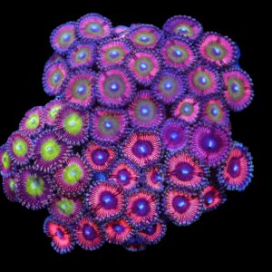 C90 - CULTURED ZOA GARDEN
