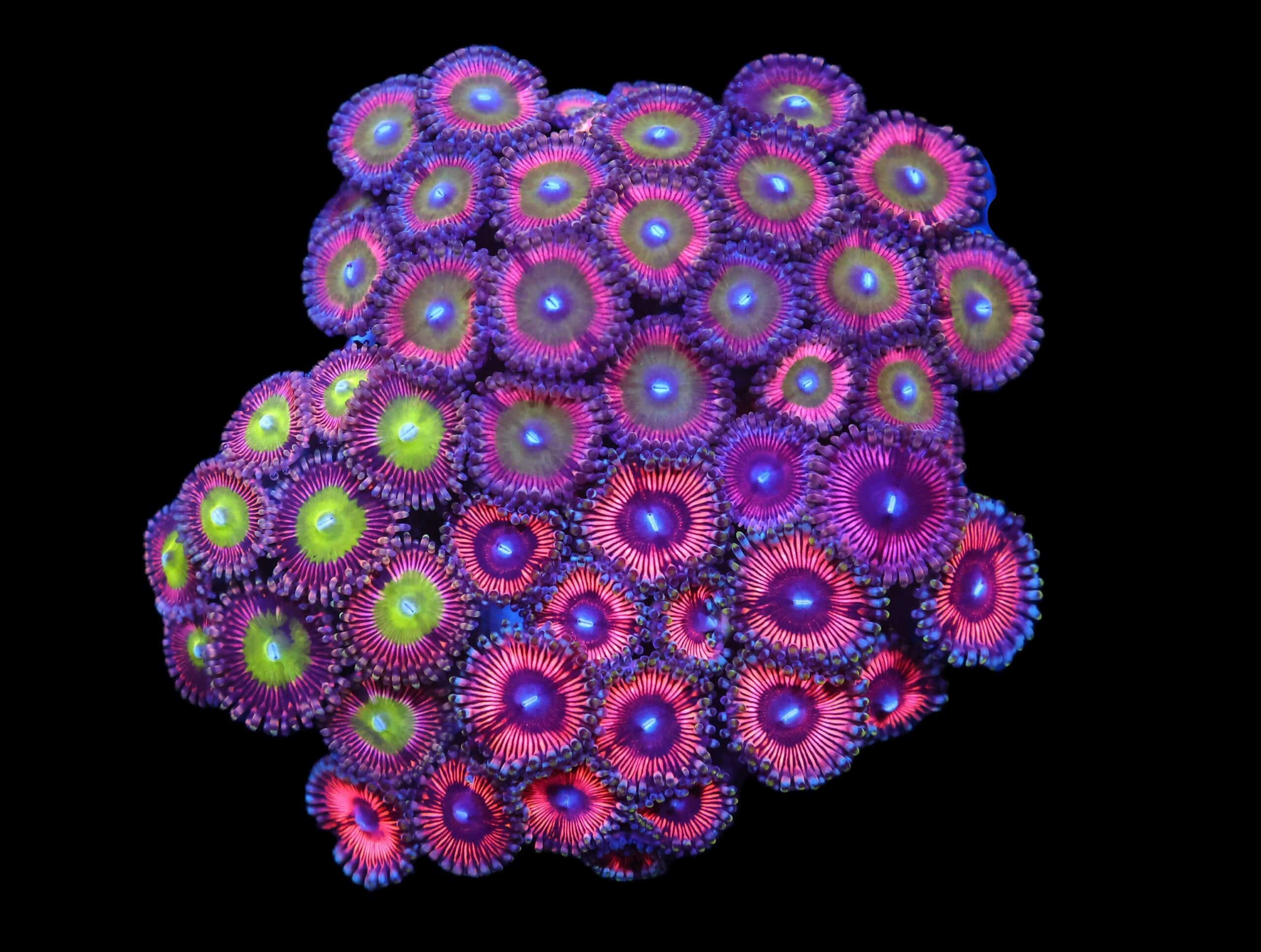C90 - CULTURED ZOA GARDEN