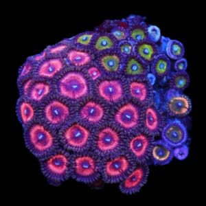 C94 - CULTURED ZOA GARDEN