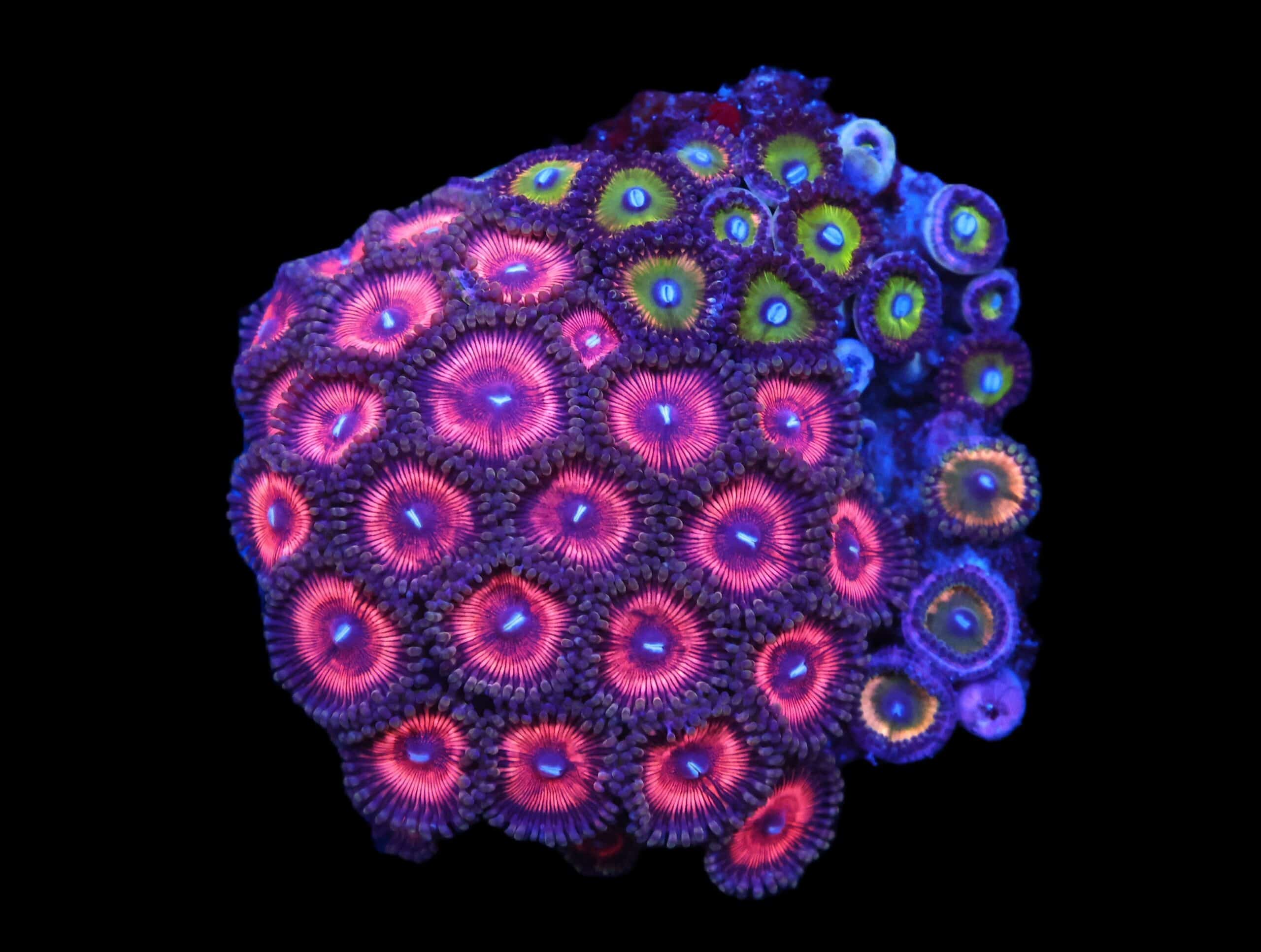 C94 - CULTURED ZOA GARDEN