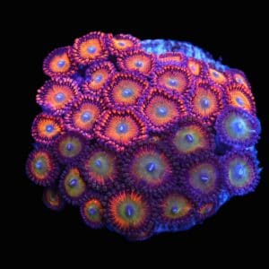 C99 - CULTURED ZOA GARDEN