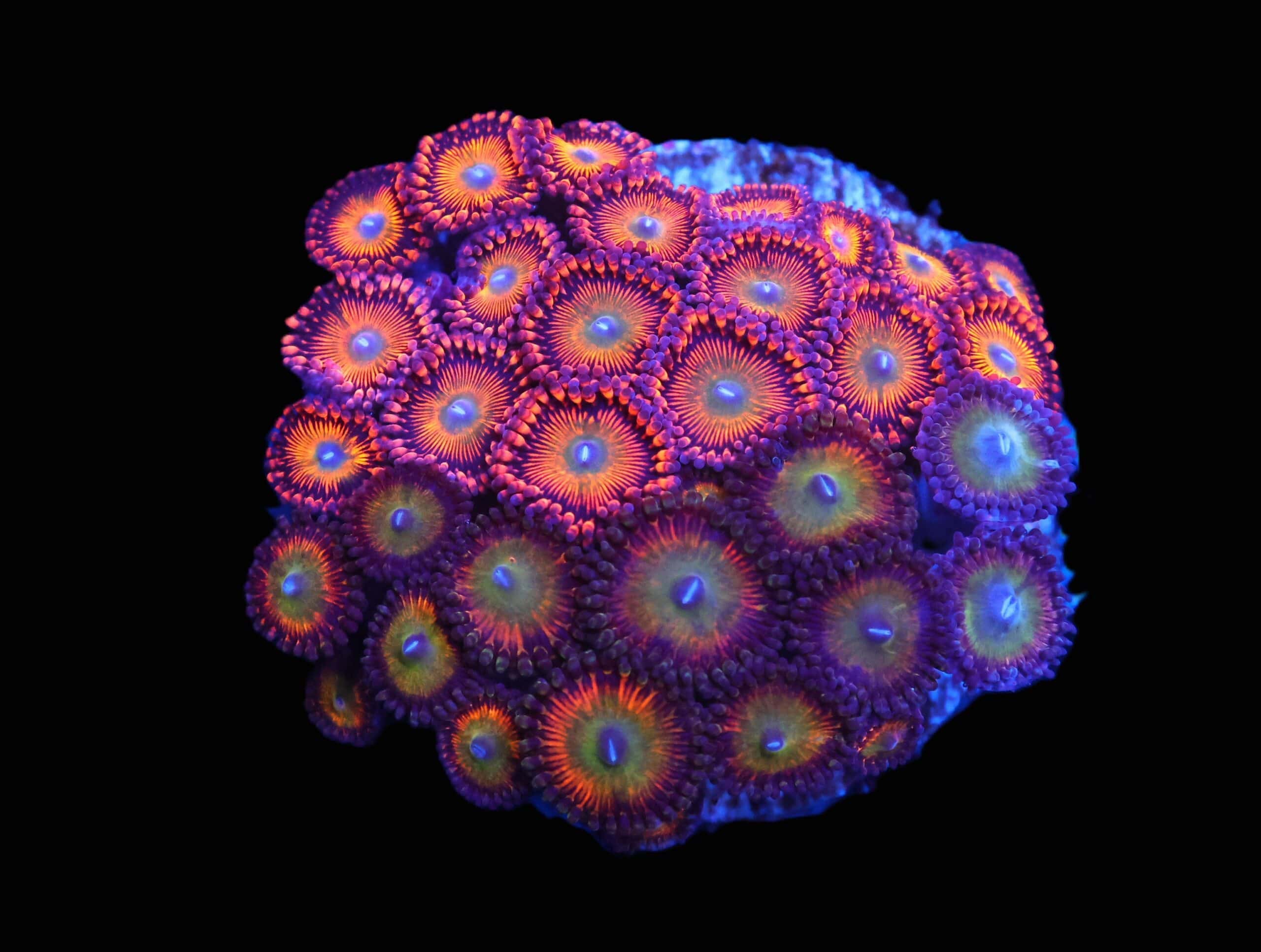 C99 - CULTURED ZOA GARDEN