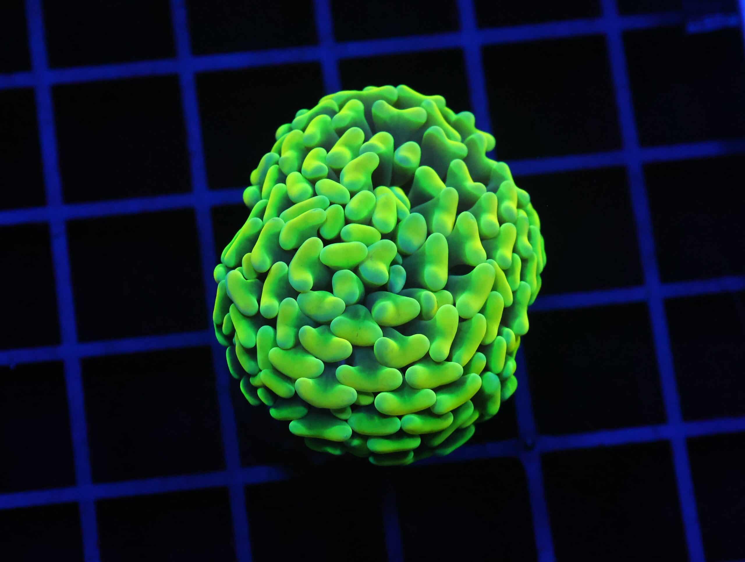 D08 - INDO HAMMER THICK BRANCH YELLOW 1 HEAD