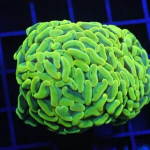 D09 - AUSSIE HAMMER THICK BRANCH YELLOW 2 HEAD