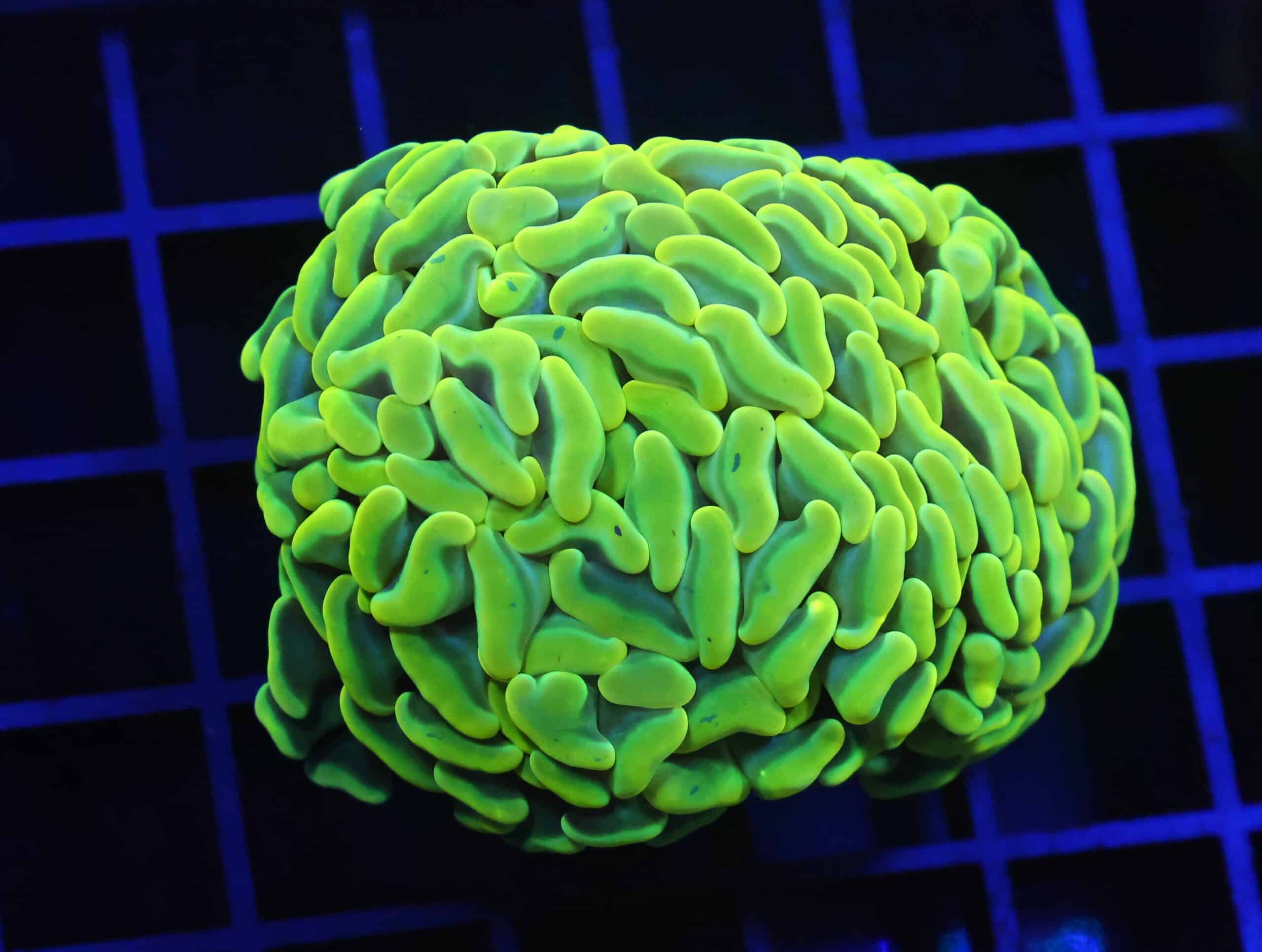 D09 - AUSSIE HAMMER THICK BRANCH YELLOW 2 HEAD