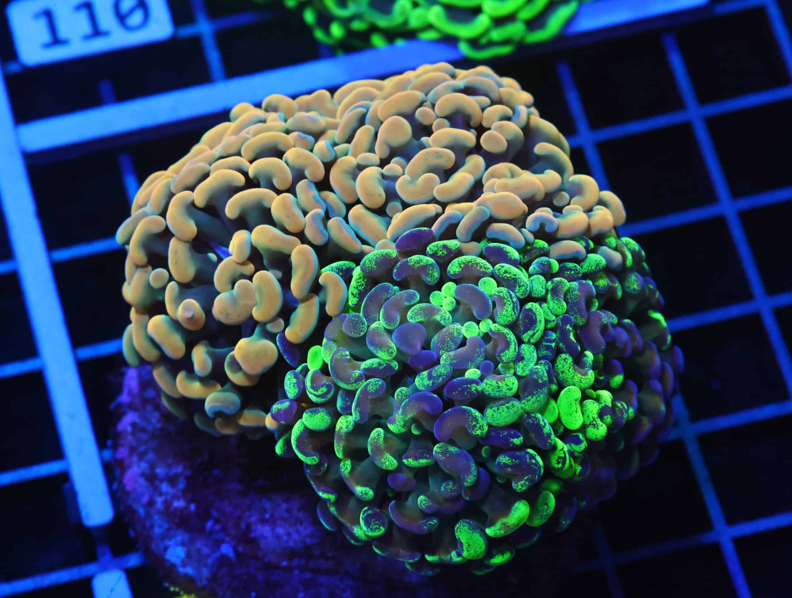 D105 - INDO HAMMER BRANCH RAINBOW GARDEN 7 HEAD