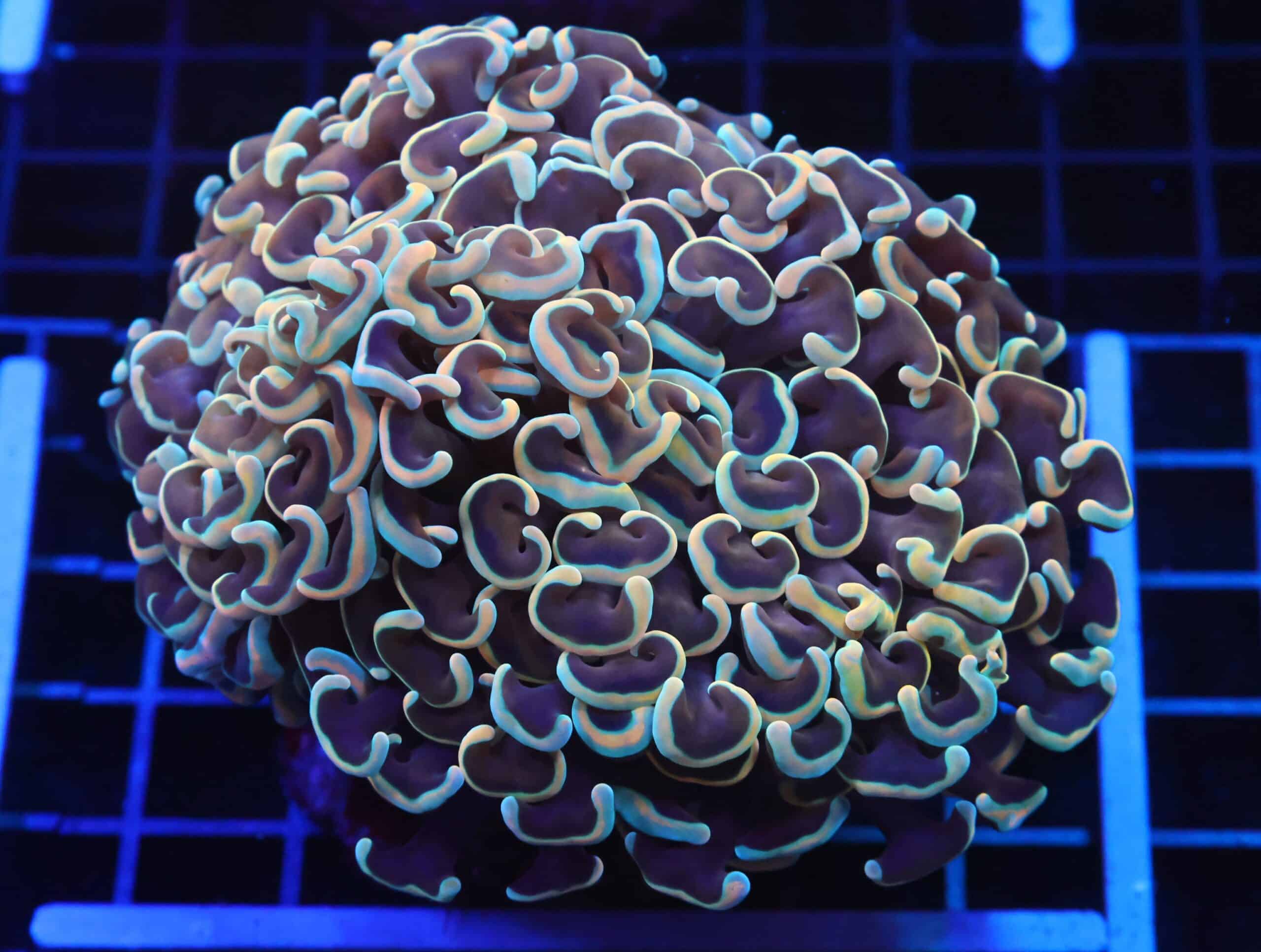 D112 - INDO HAMMER WALL GOLD